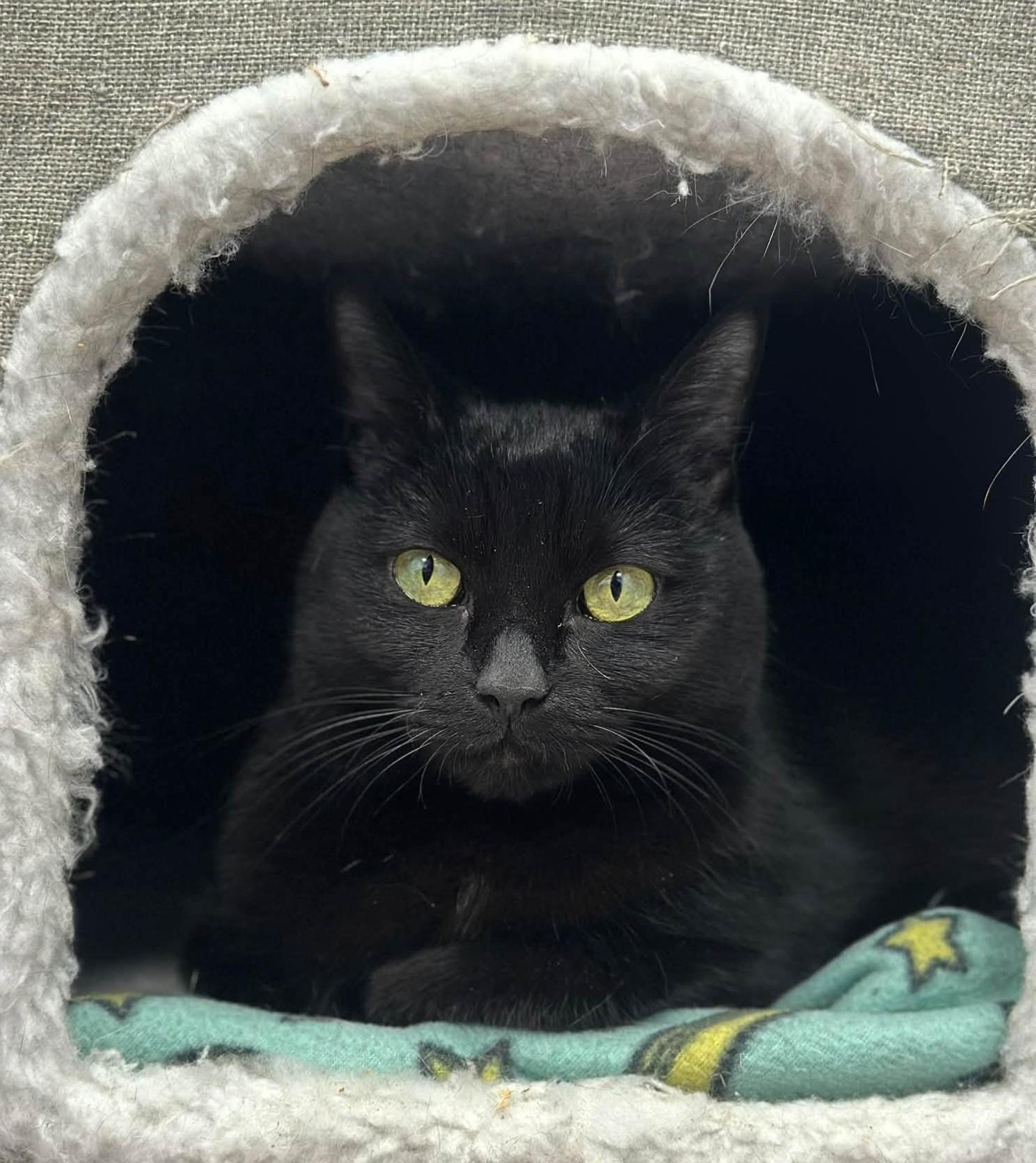Tuck, Adoptable, Adult Female Domestic Short Hair.