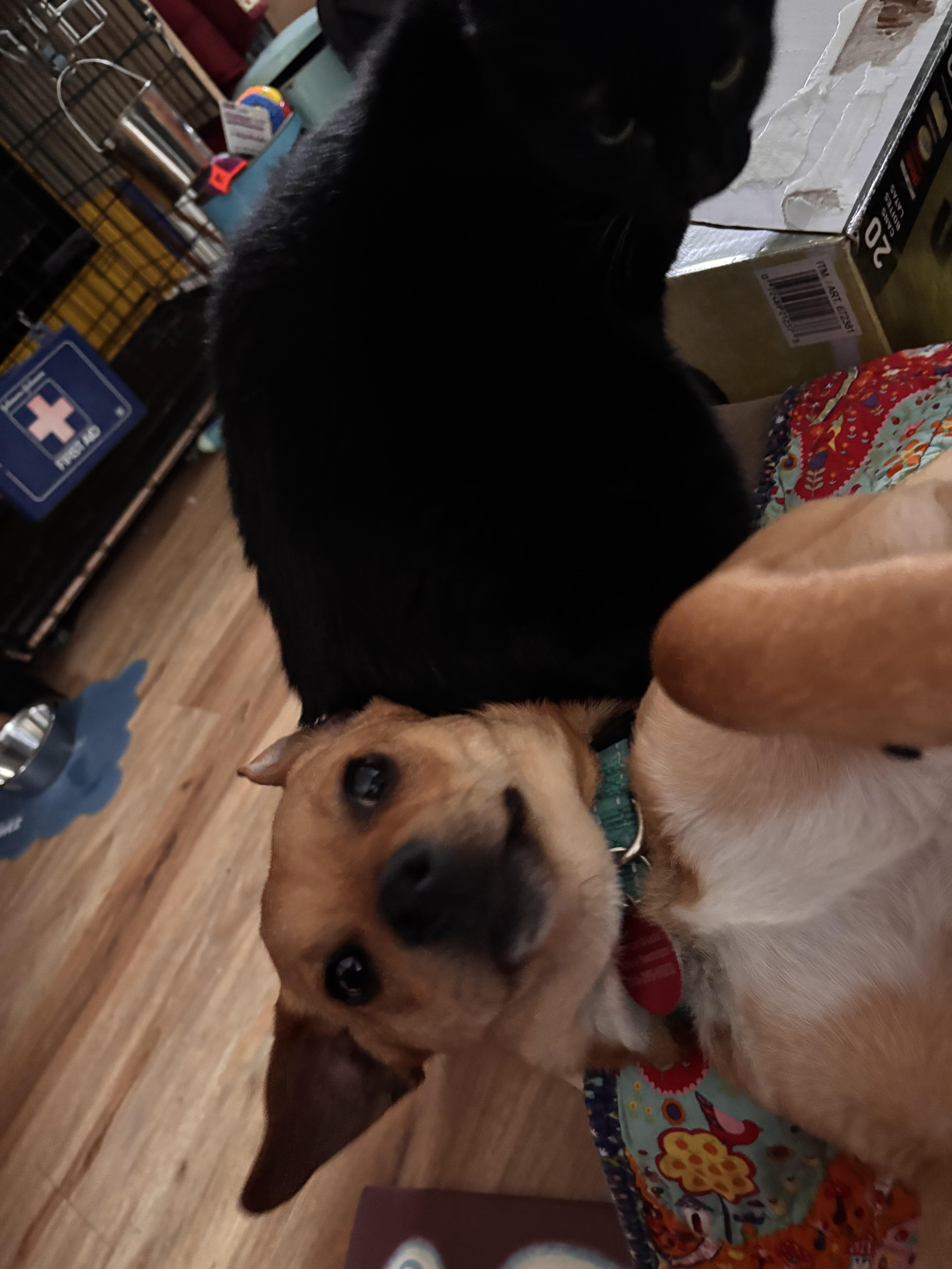 Enlarge Boomerang, an adopted Chiweenie in Seattle, WA image 3/6