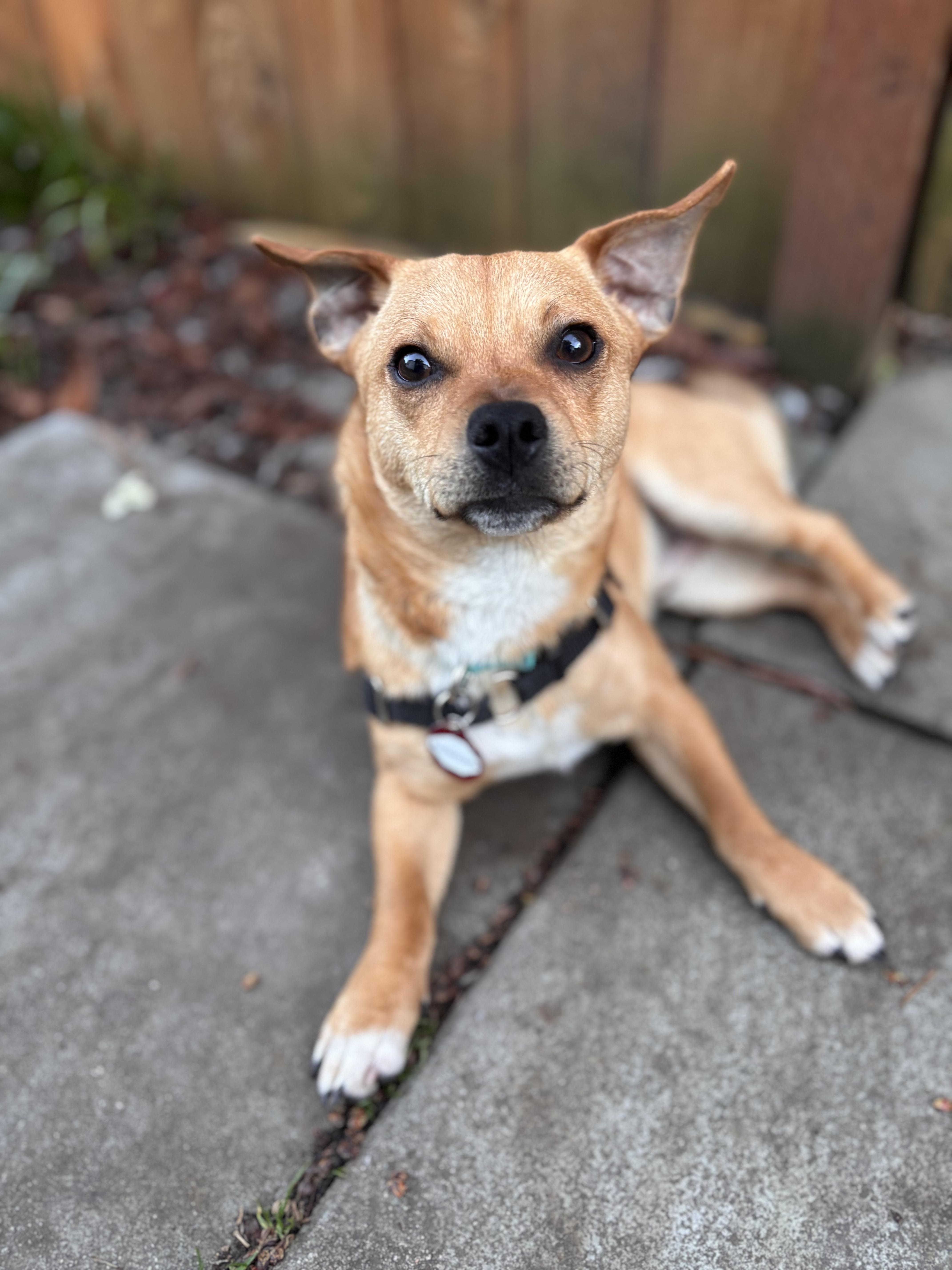 Enlarge Boomerang, an adopted Chiweenie in Seattle, WA image 4/6