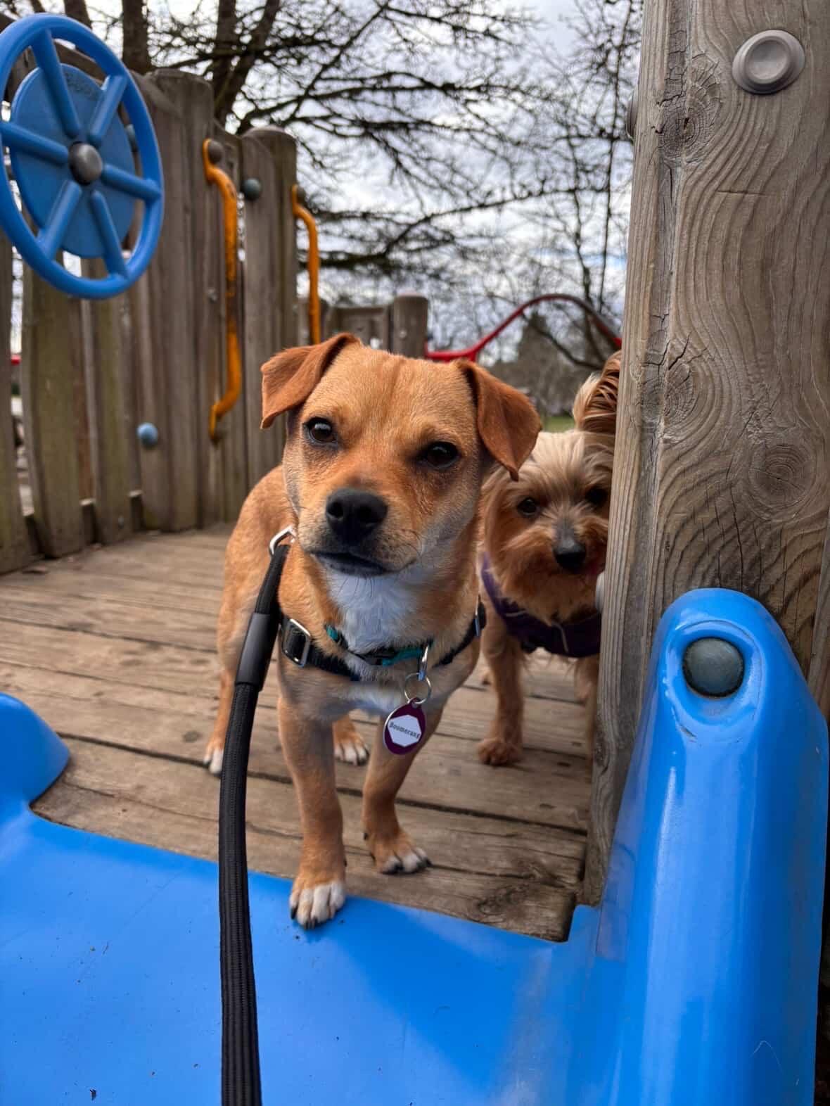 Enlarge Boomerang, an adopted Chiweenie in Seattle, WA image 5/6