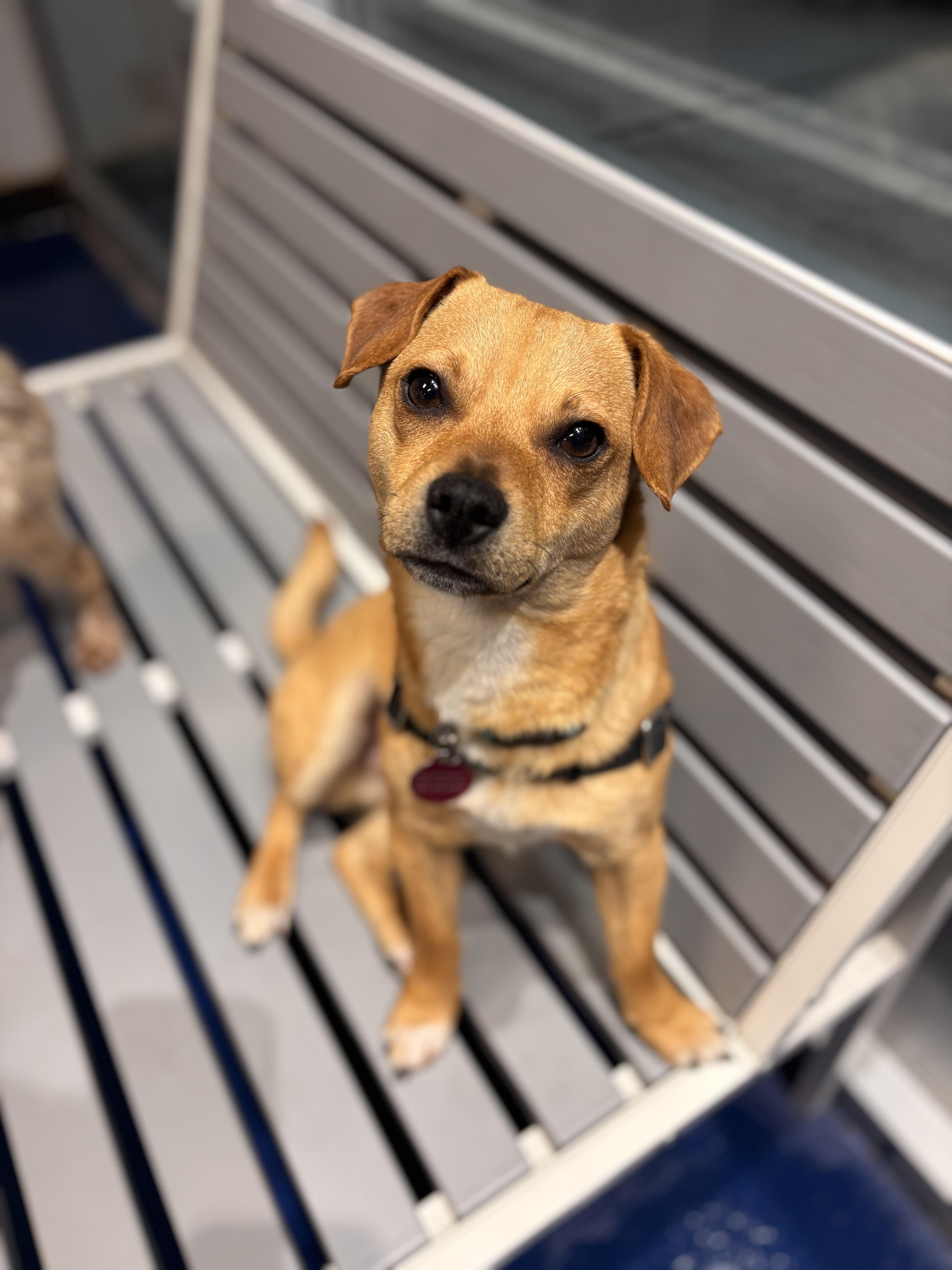 Enlarge Boomerang, an adopted Chiweenie in Seattle, WA image 6/6