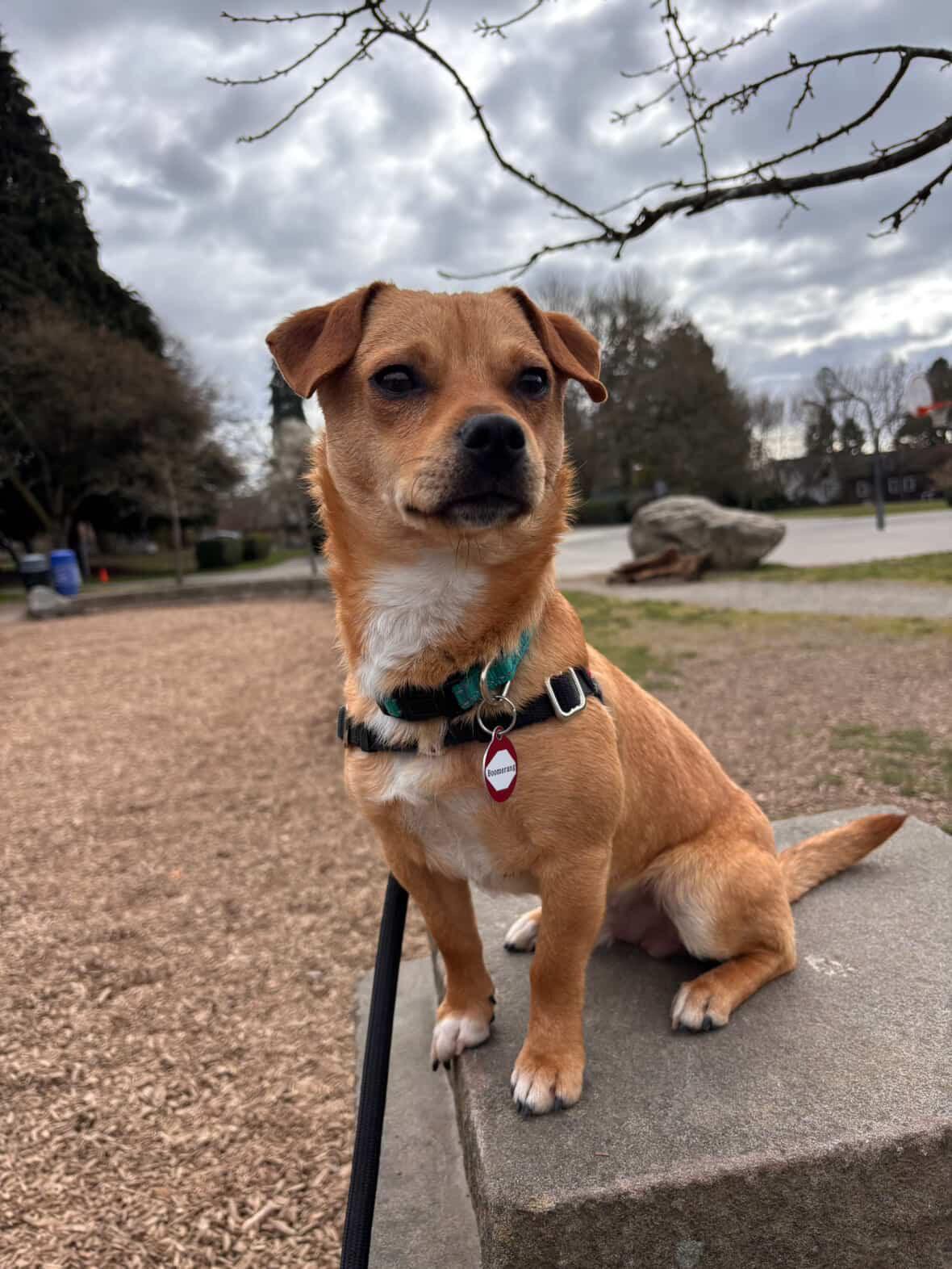 Enlarge Boomerang, an adopted Chiweenie in Seattle, WA image 1/6