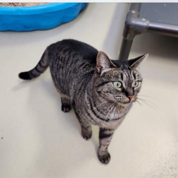 Arabian, Adoptable, Young Male Tabby & Tiger.
