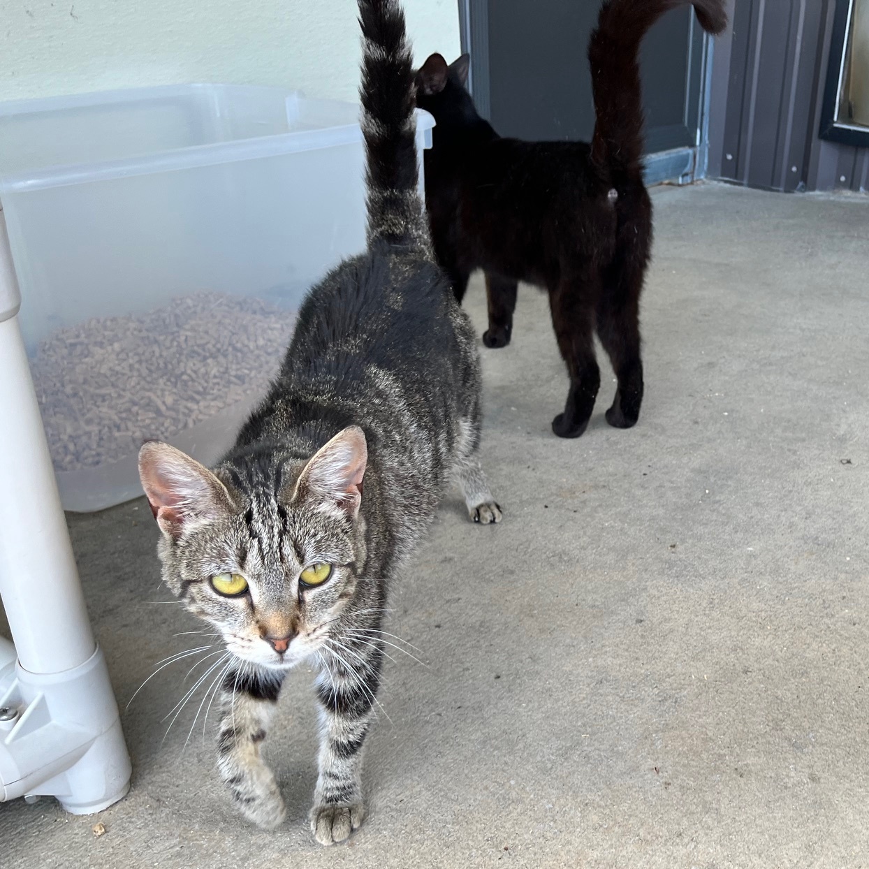 Arabian, a Adoptable mixed breed in Clarksville, VA image 4/6