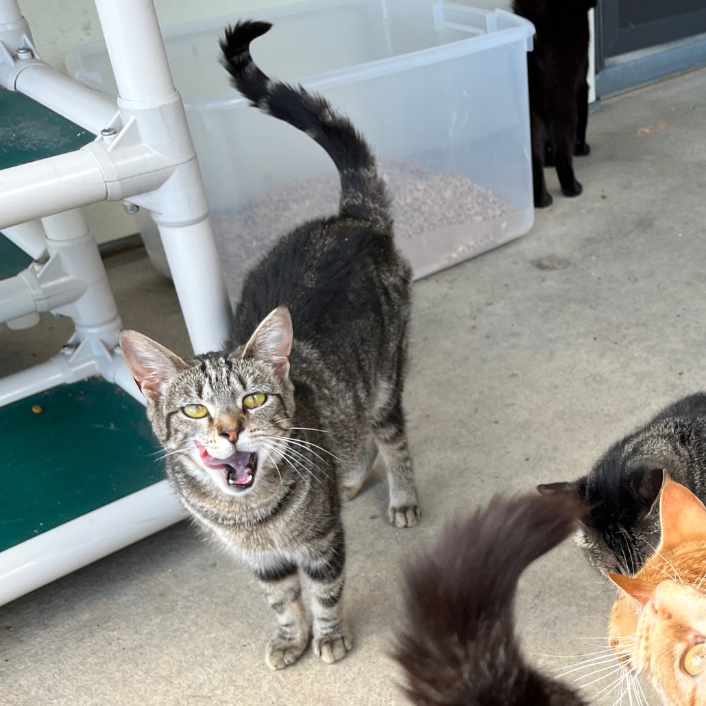 Arabian, a Adoptable mixed breed in Clarksville, VA image 3/6