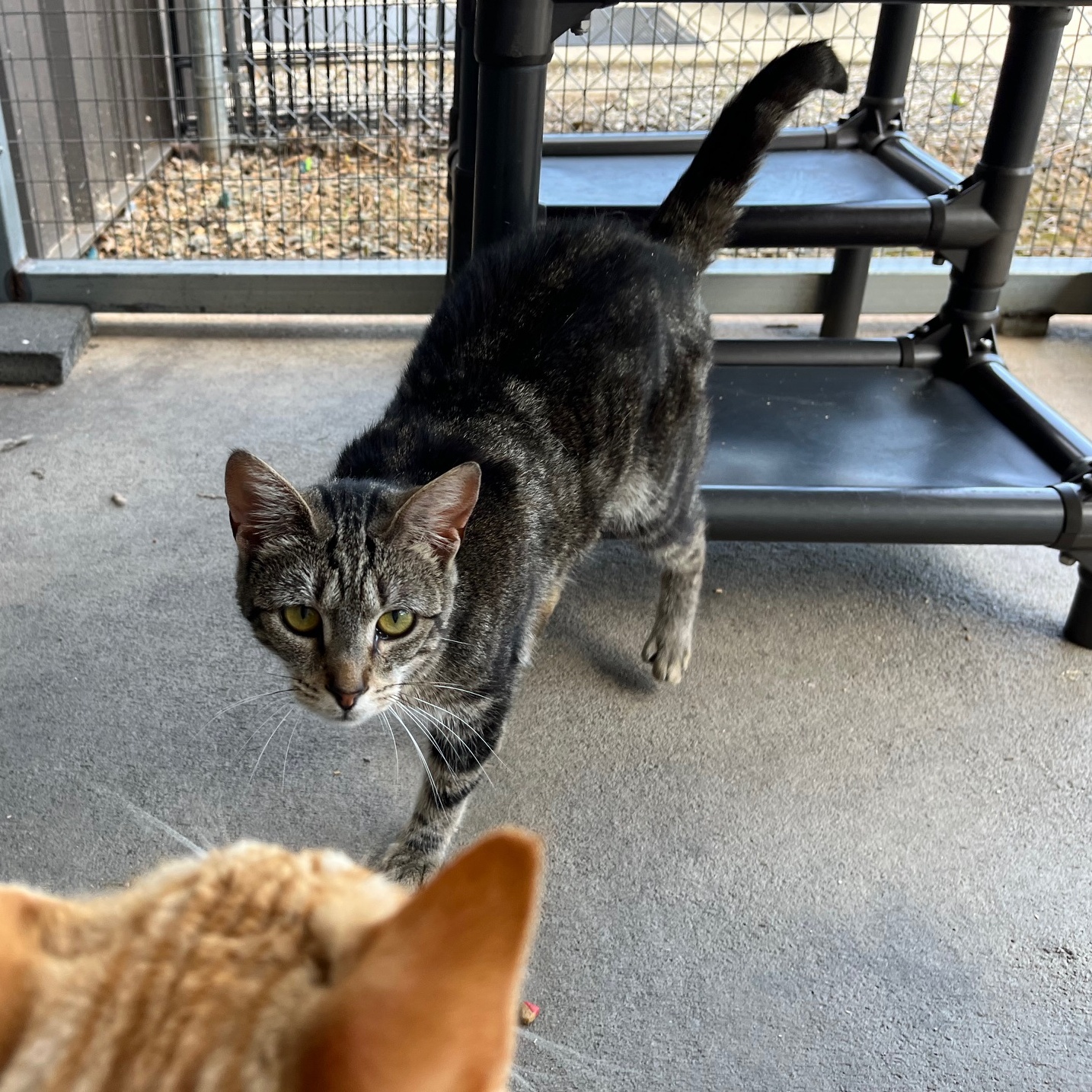 Arabian, a Adoptable mixed breed in Clarksville, VA image 5/6