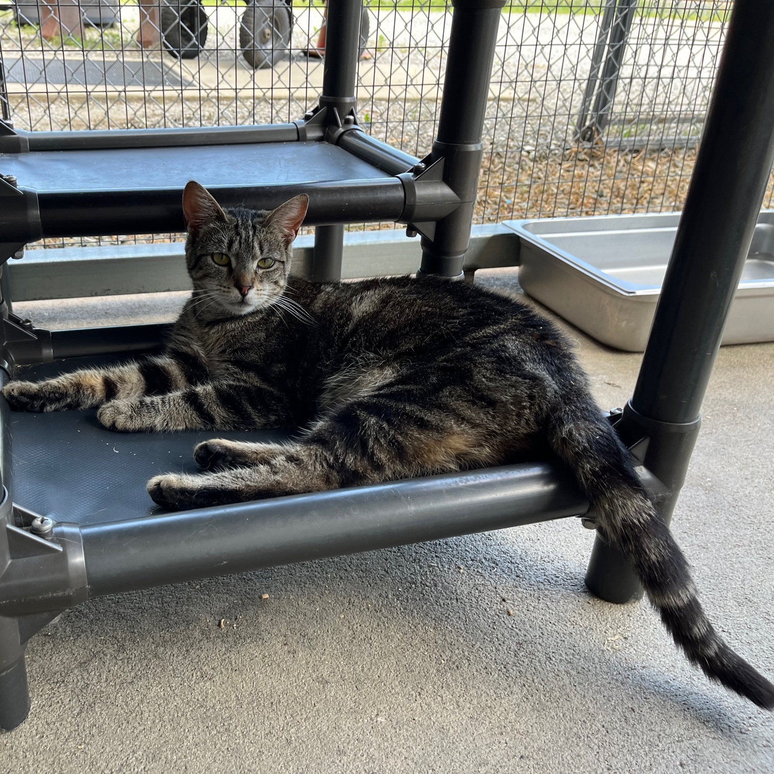 Arabian, a Adoptable mixed breed in Clarksville, VA image 2/6