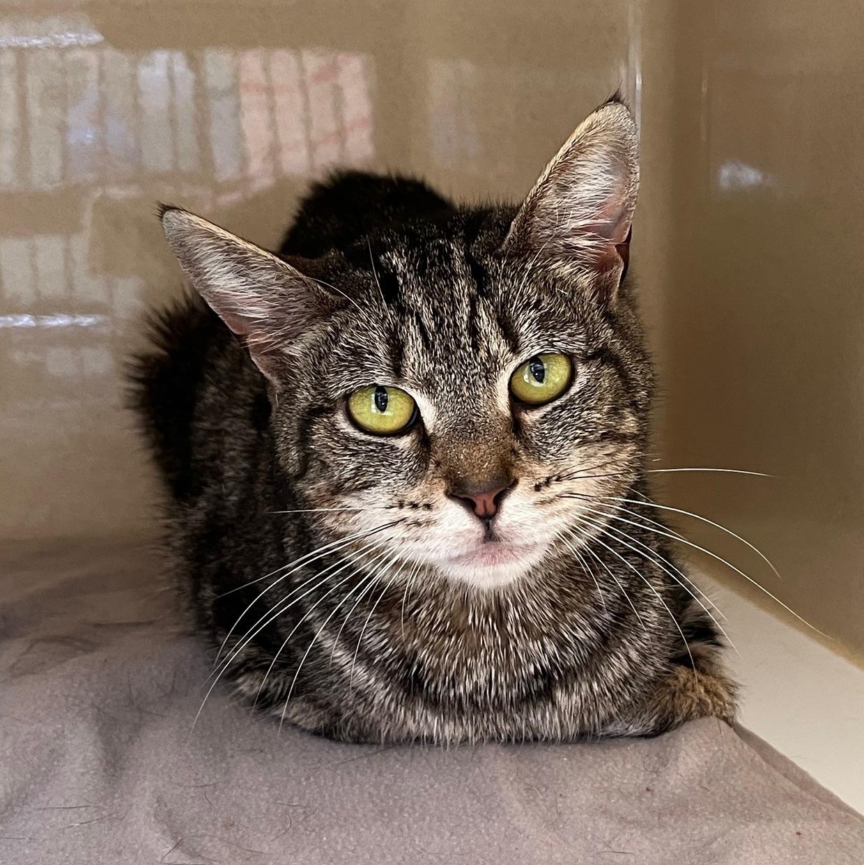 Arabian, Adoptable, Young Male Tabby & Tiger.