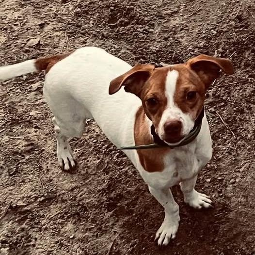 Enlarge Cinnamon, a Adopted mixed breed in Dunn, NC image 1/1