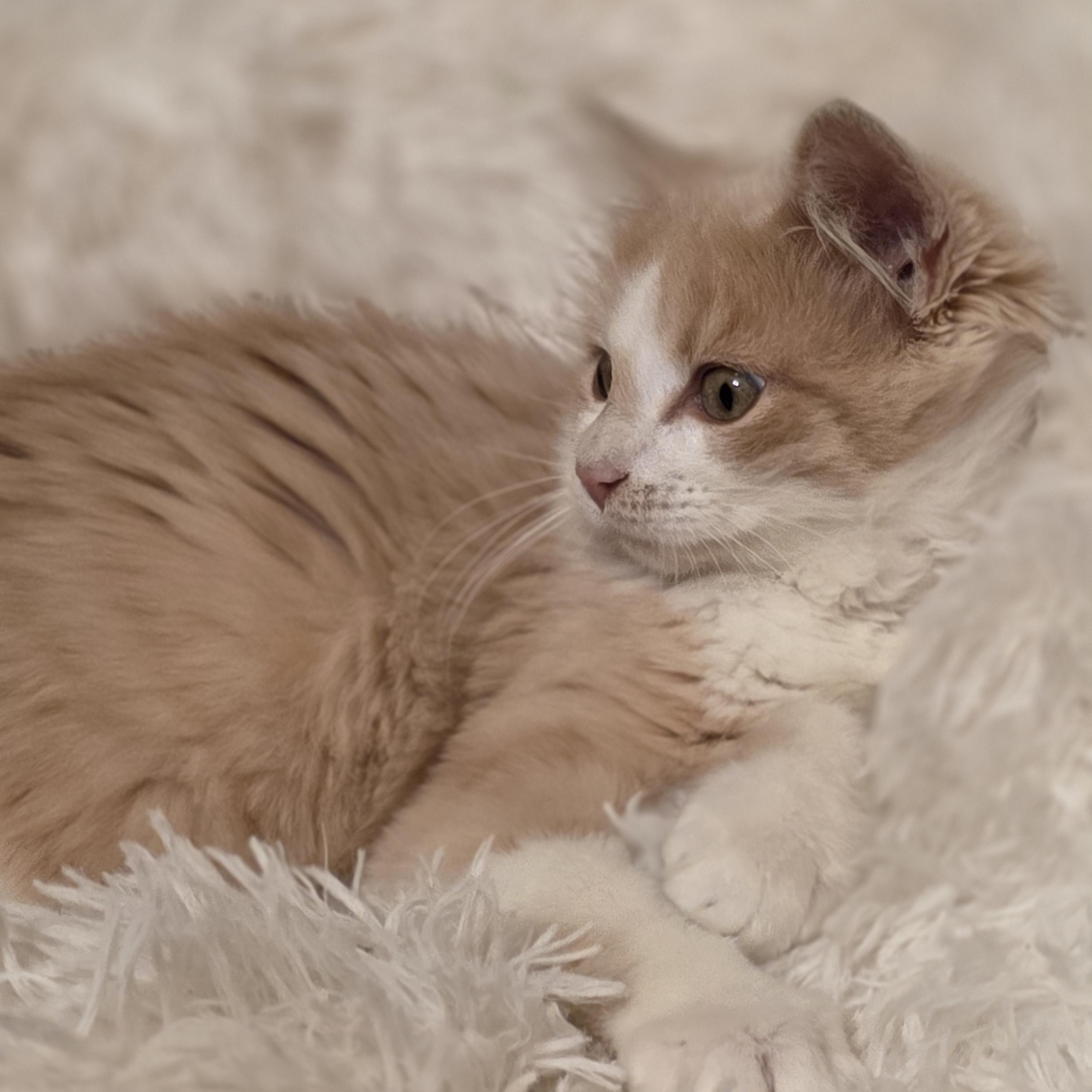 Enlarge Chicken Fry (Semi-feral), an adopted Domestic Long Hair in Greenback, TN image 4/4