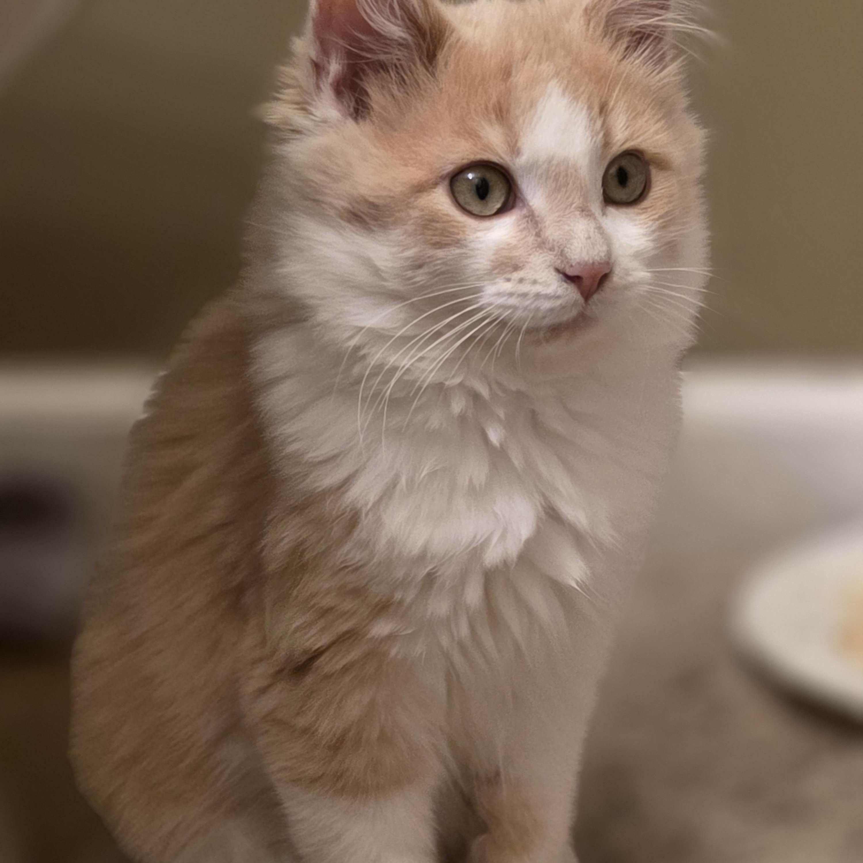 Enlarge Chicken Fry (Semi-feral), an adopted Domestic Long Hair in Greenback, TN image 1/4