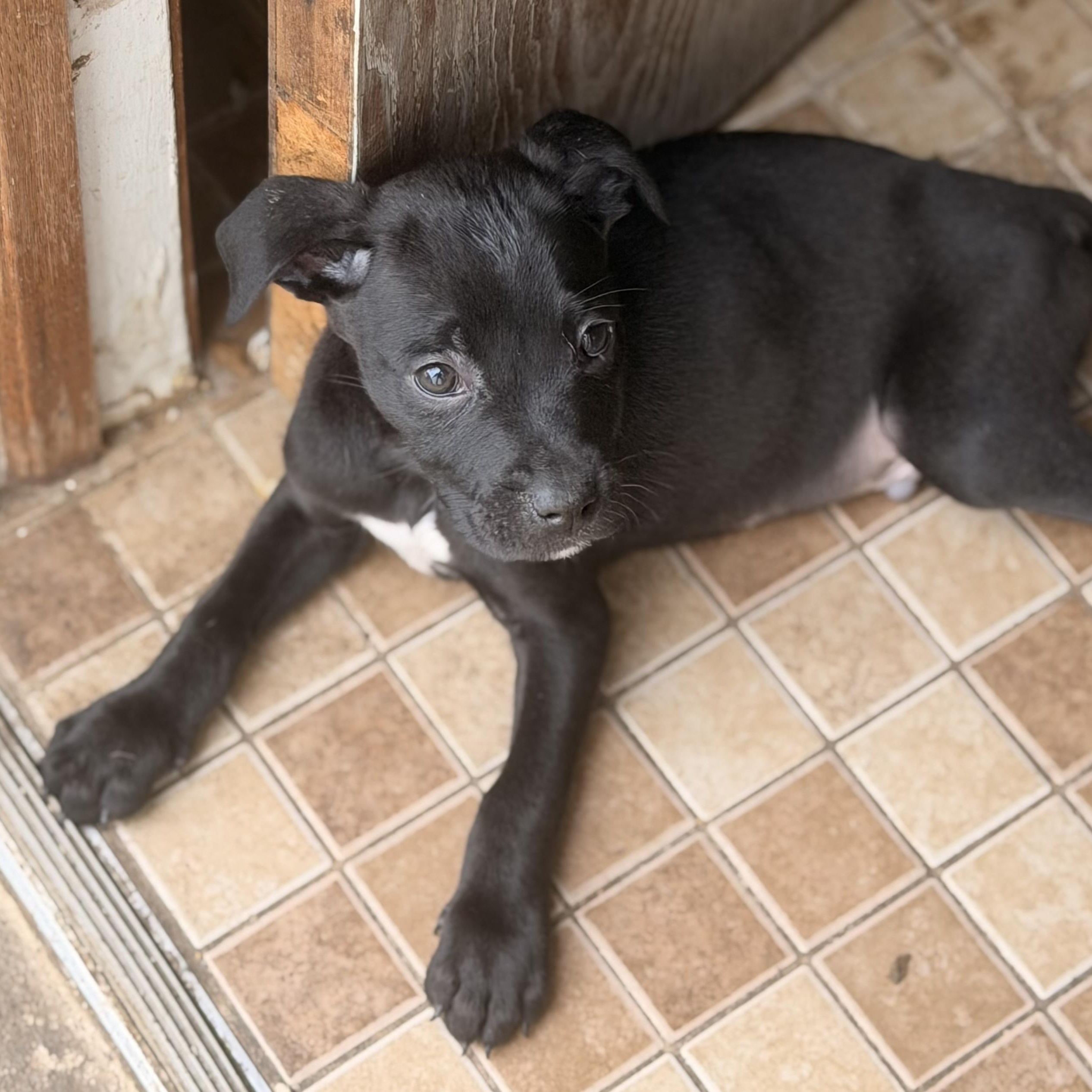 Enlarge Helios, a ADOPTABLE mixed breed in Wilmington, IL image 2/3