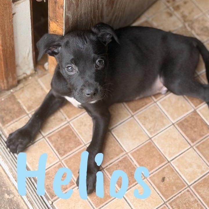 Helios, ADOPTABLE, Puppy Male Pit Bull Terrier.