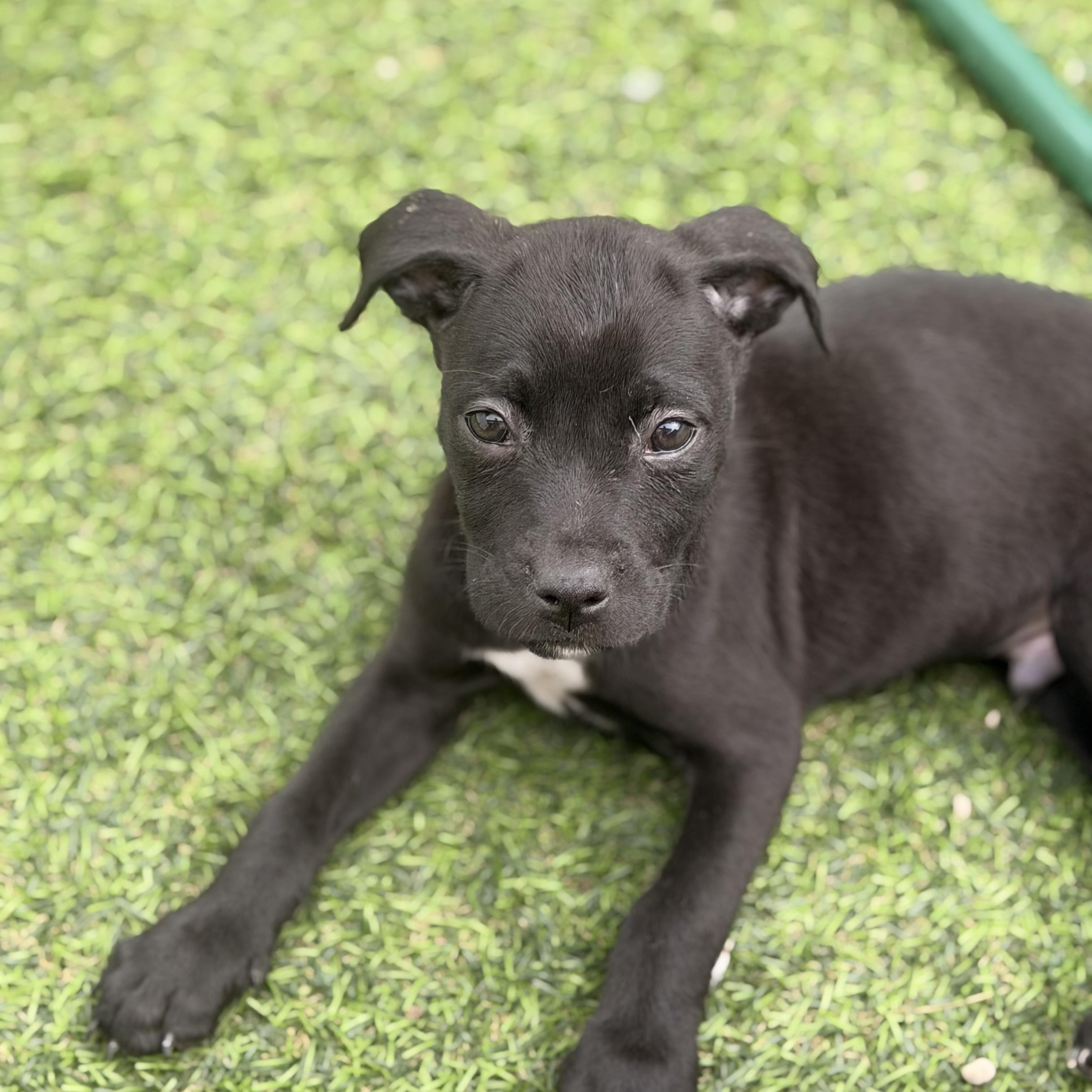 Enlarge Helios, a ADOPTABLE mixed breed in Wilmington, IL image 3/3