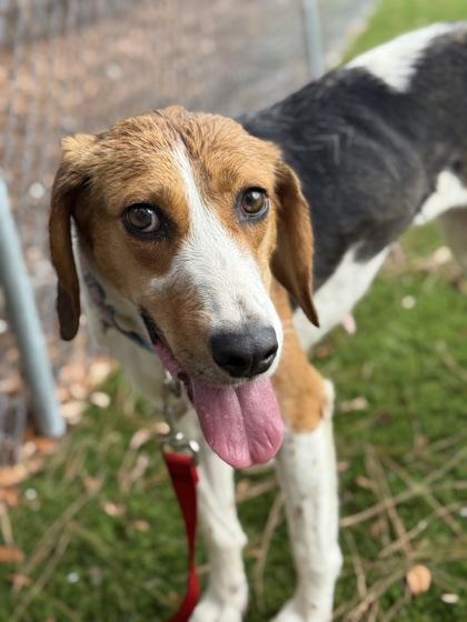 Enlarge Amelia - 2, a Adoptable Foxhound in Daytona Beach, FL image 1/3