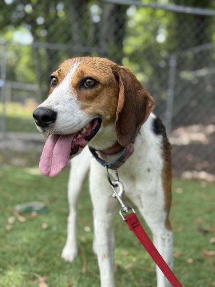 Enlarge Amelia - 2, a Adoptable Foxhound in Daytona Beach, FL image 2/3