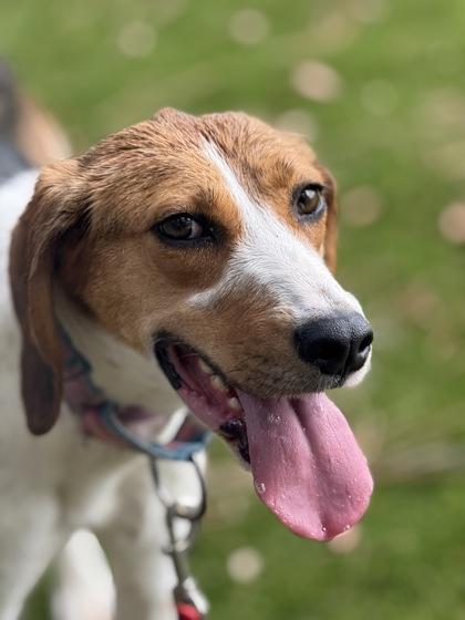 Enlarge Amelia - 2, a Adoptable Foxhound in Daytona Beach, FL image 3/3