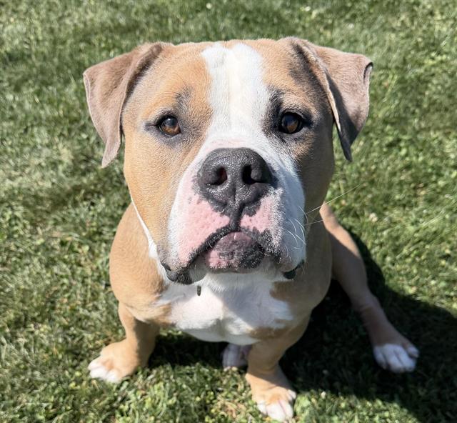 KIELBASA, Adoptable, Young Male Pit Bull Terrier.