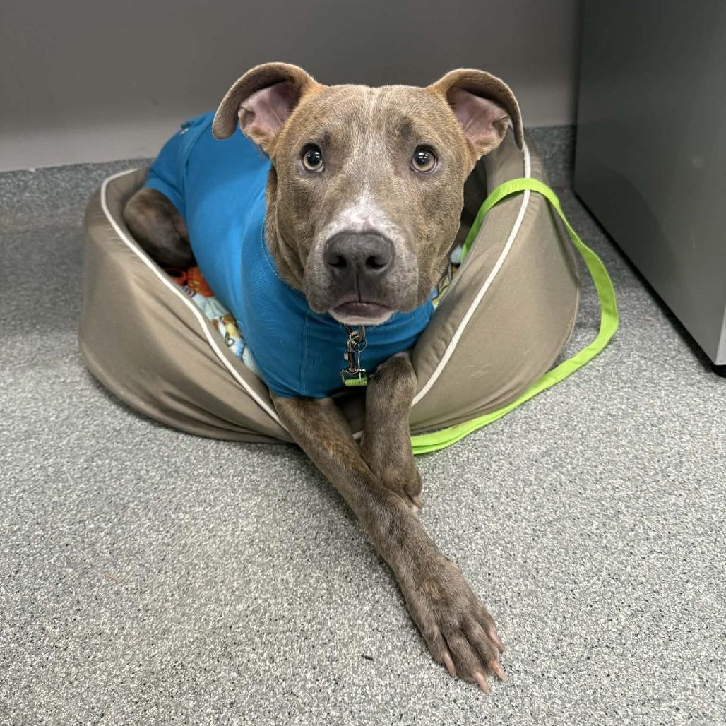 Spruce, Adoptable, Adult Male Mixed Breed.