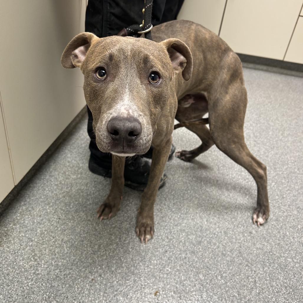 Enlarge Spruce, a Adoptable Mixed Breed in Batavia, OH image 2/2