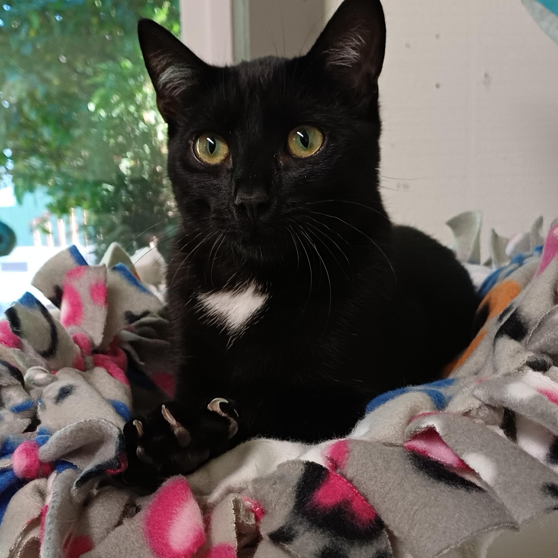 Enlarge Wink, a Adopted Domestic Short Hair in Renton , WA image 3/6