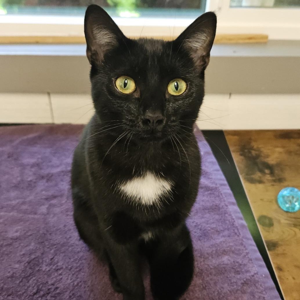 Enlarge Wink, a Adopted Domestic Short Hair in Renton , WA image 1/6
