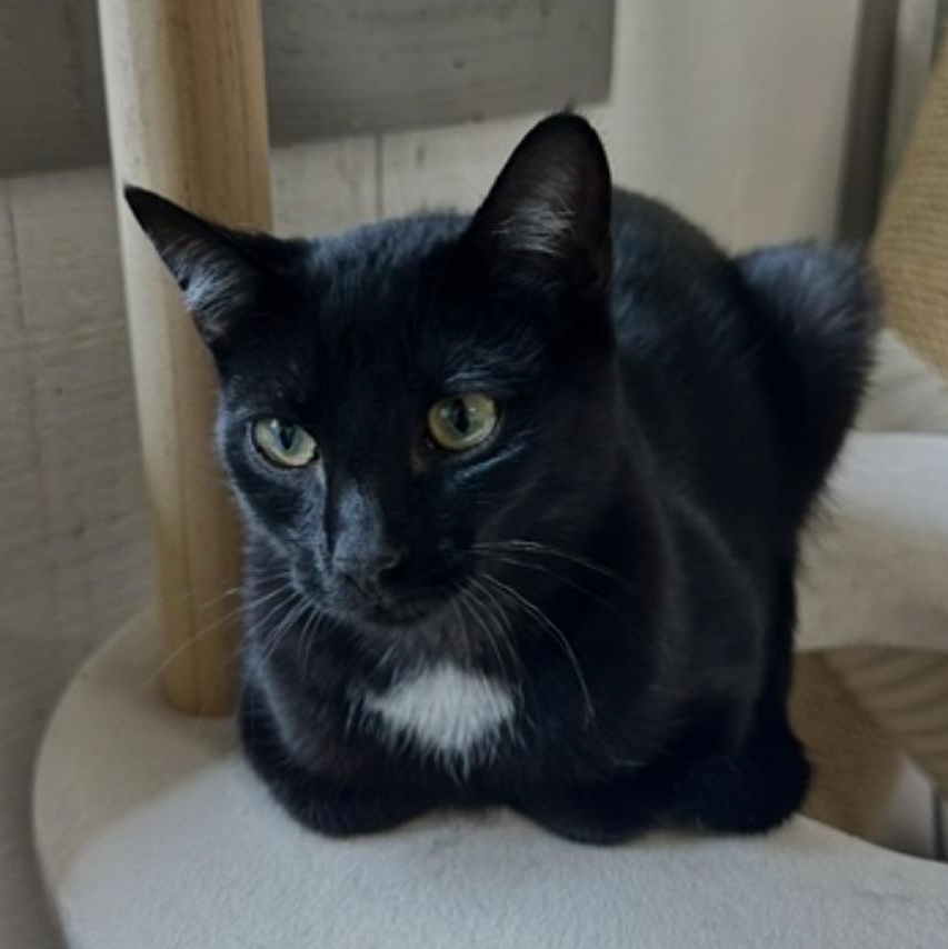 Enlarge Wink, a Adopted Domestic Short Hair in Renton , WA image 4/6