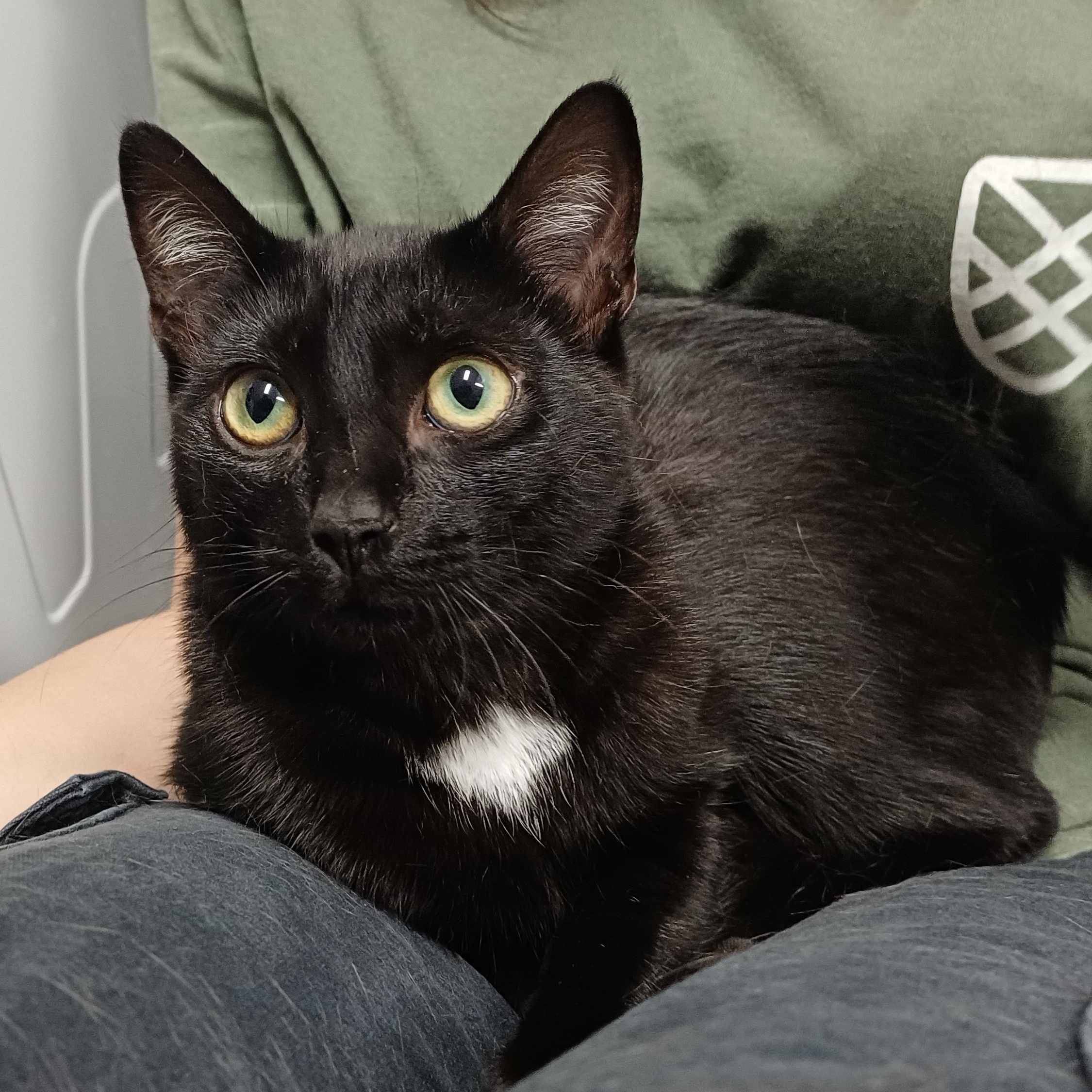 Enlarge Wink, a Adopted Domestic Short Hair in Renton , WA image 5/6