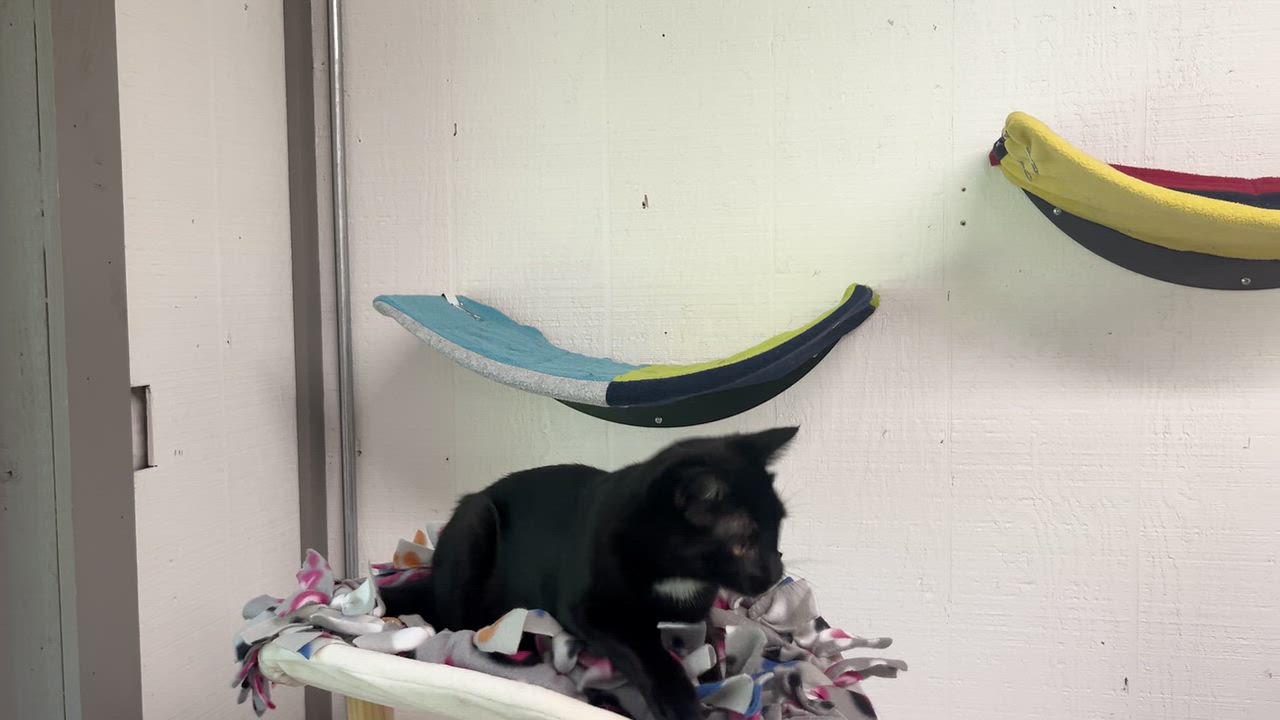 Enlarge Wink, a Adopted Domestic Short Hair in Renton , WA video 2/6