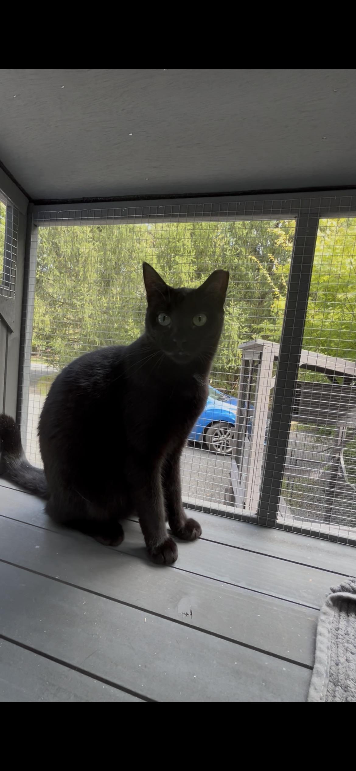 Jade (F)  (Friendly, but afraid of touch) , ADOPTABLE, Adult Female Domestic Short Hair.