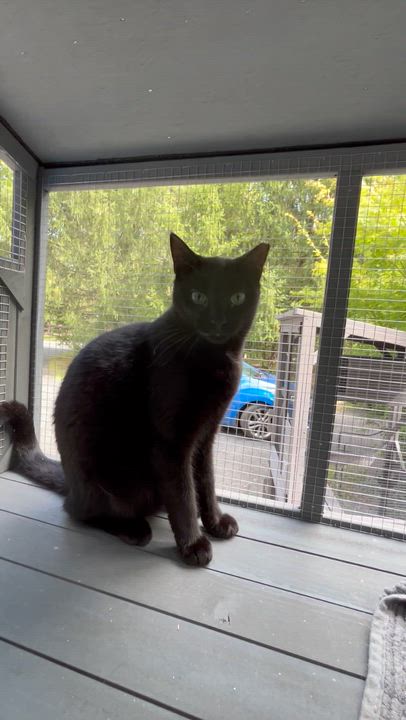 Enlarge Jade (F)  (Friendly, but afraid of touch) , a ADOPTABLE Domestic Short Hair in West Nyack, NY video 2/2