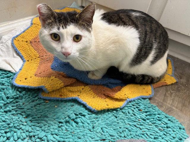 Topaz, Adopted, Adult Male Tabby & Domestic Short Hair.