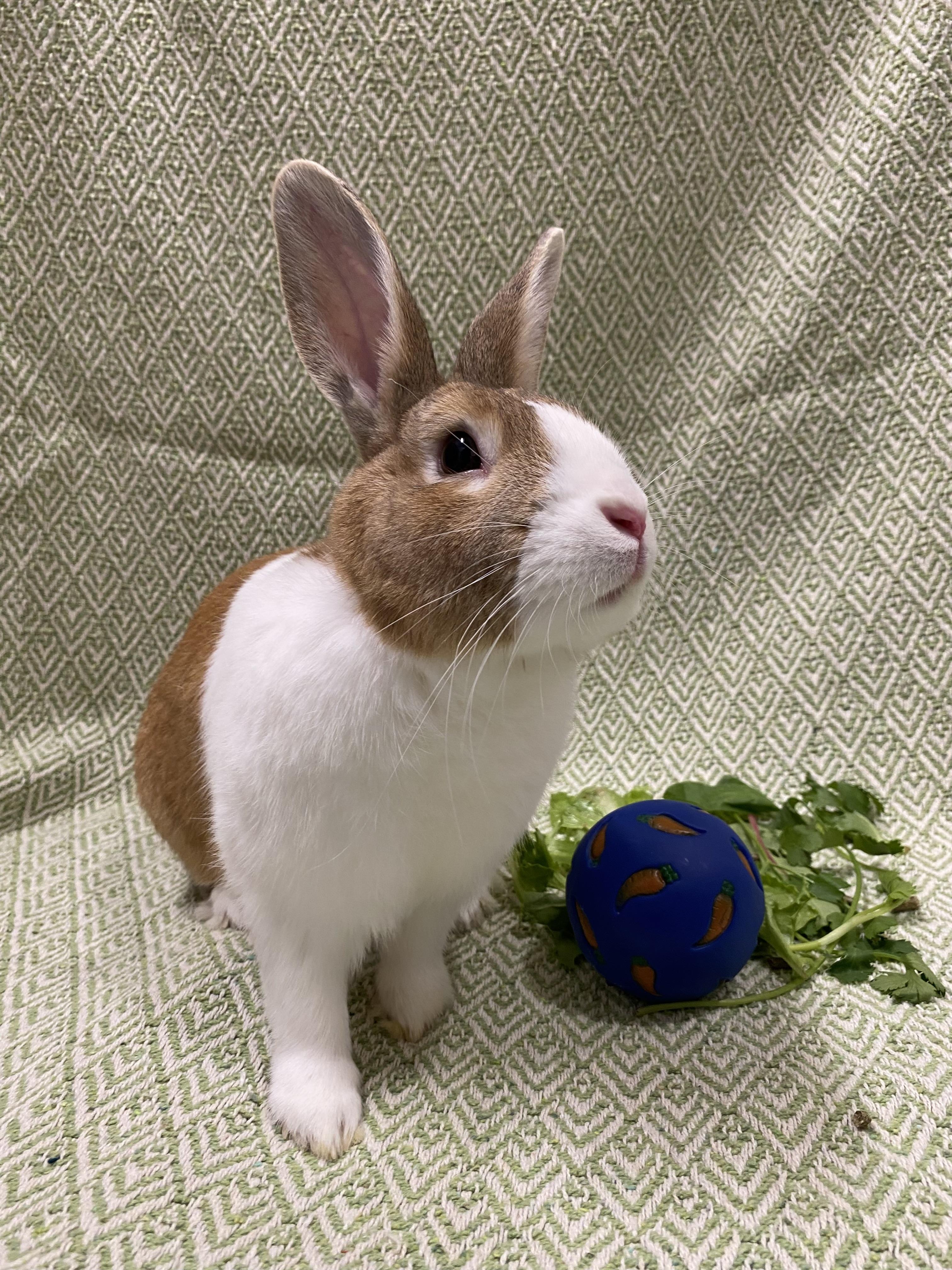 Fifa, a Adoptable Dutch in Livermore, CA image 1/5