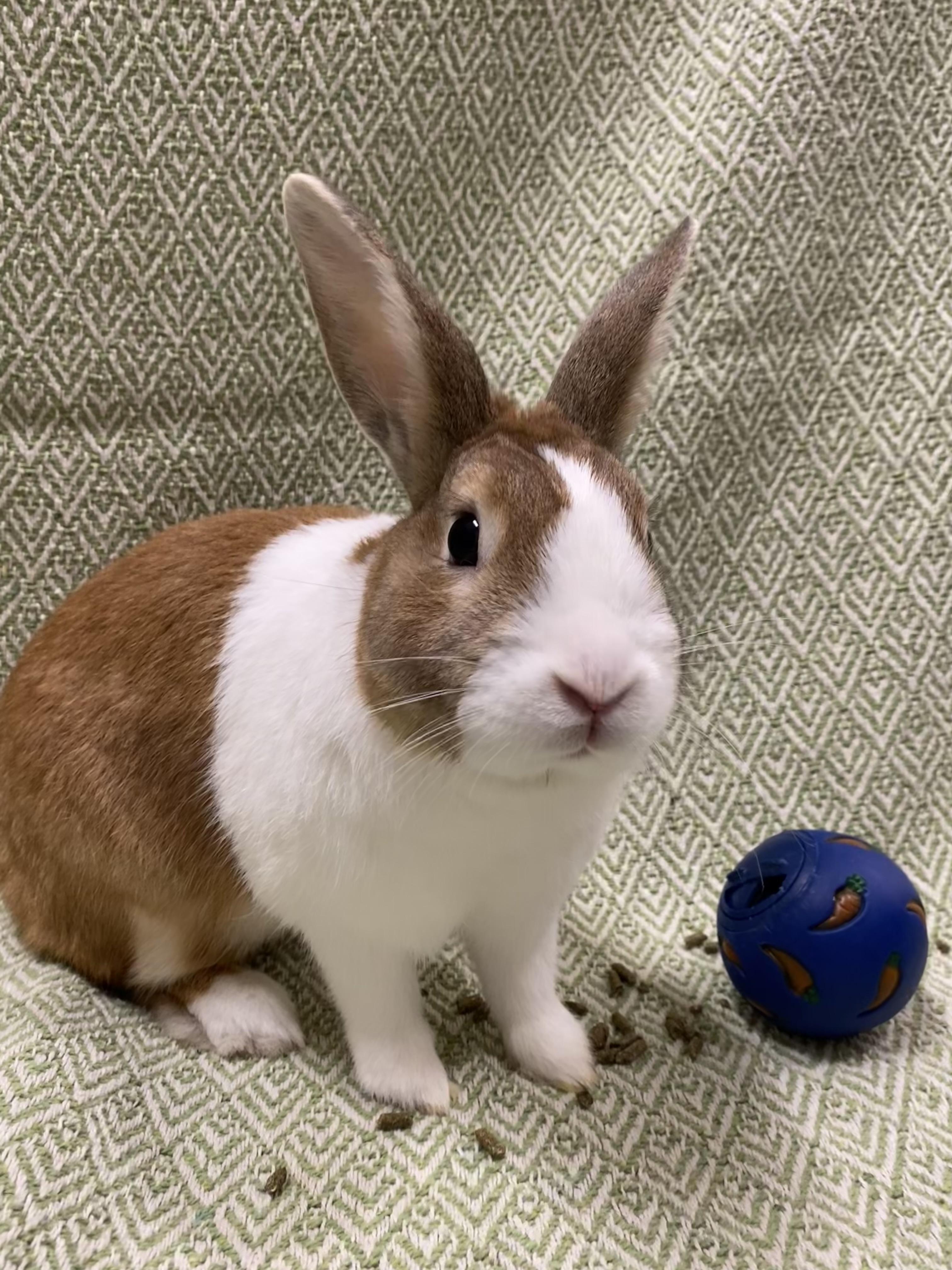 Fifa, a Adoptable Dutch in Livermore, CA image 3/5