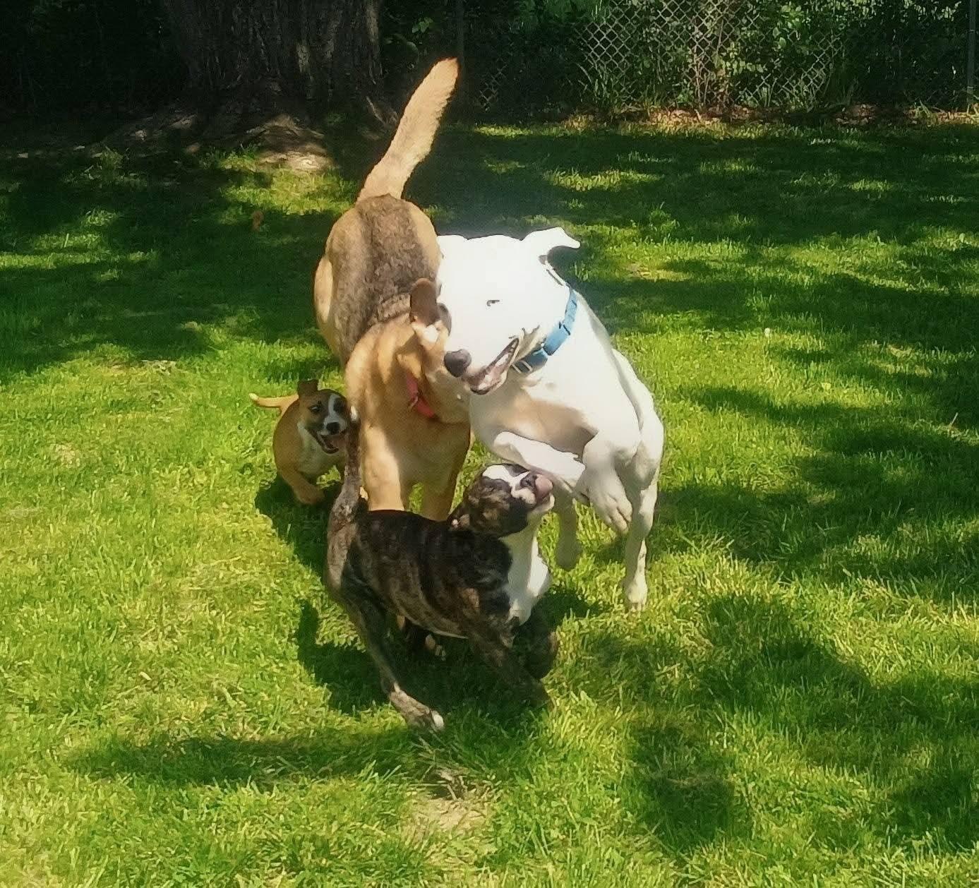 Cash, a ADOPTABLE Mixed Breed in Willoughby, OH image 2/3