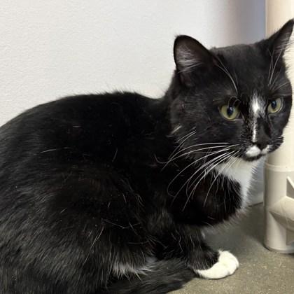 Buick, Adoptable, Adult Male Domestic Short Hair & Domestic Short Hair.