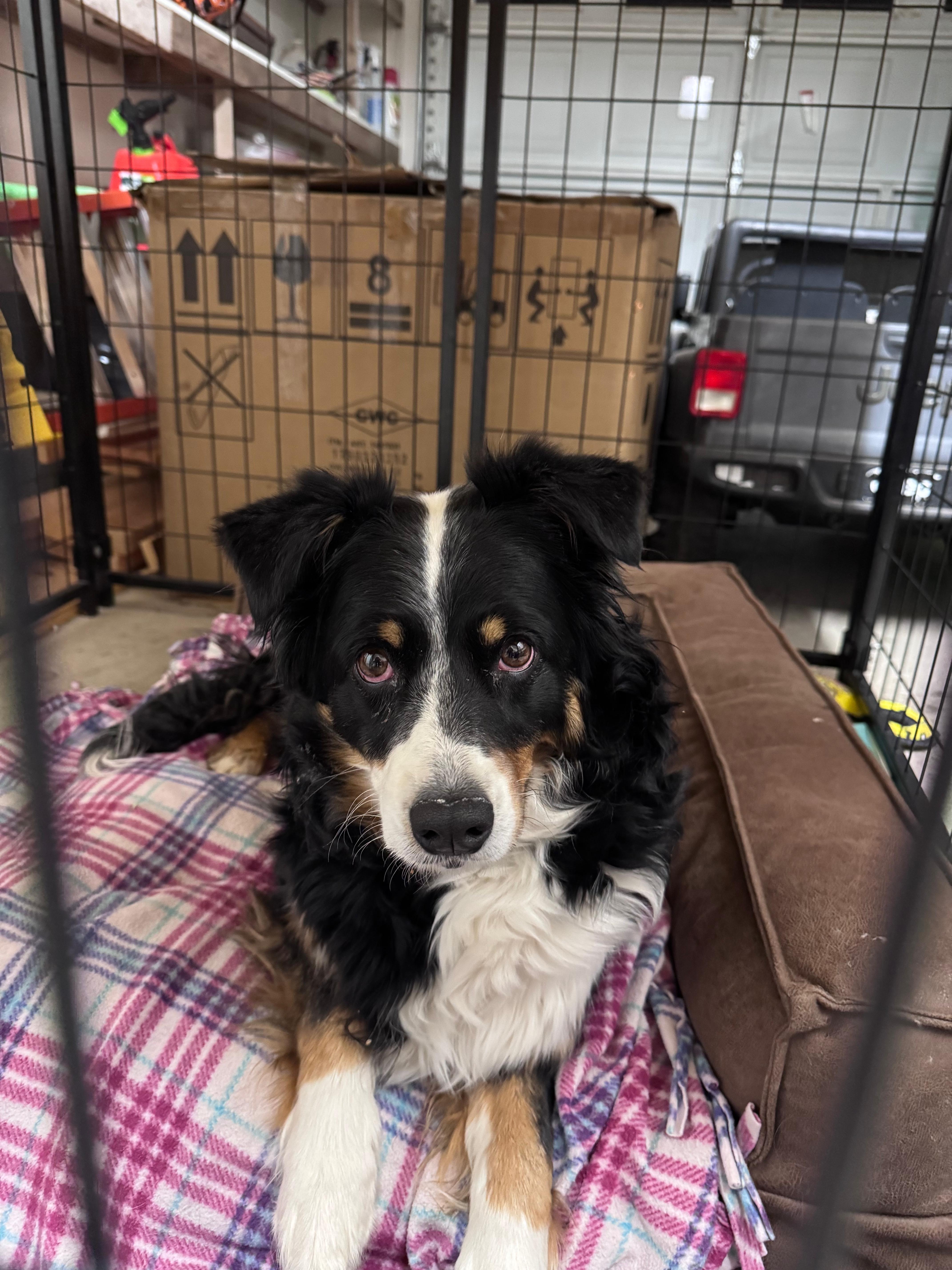 Sadie , adopted, Adult Female Australian Shepherd.