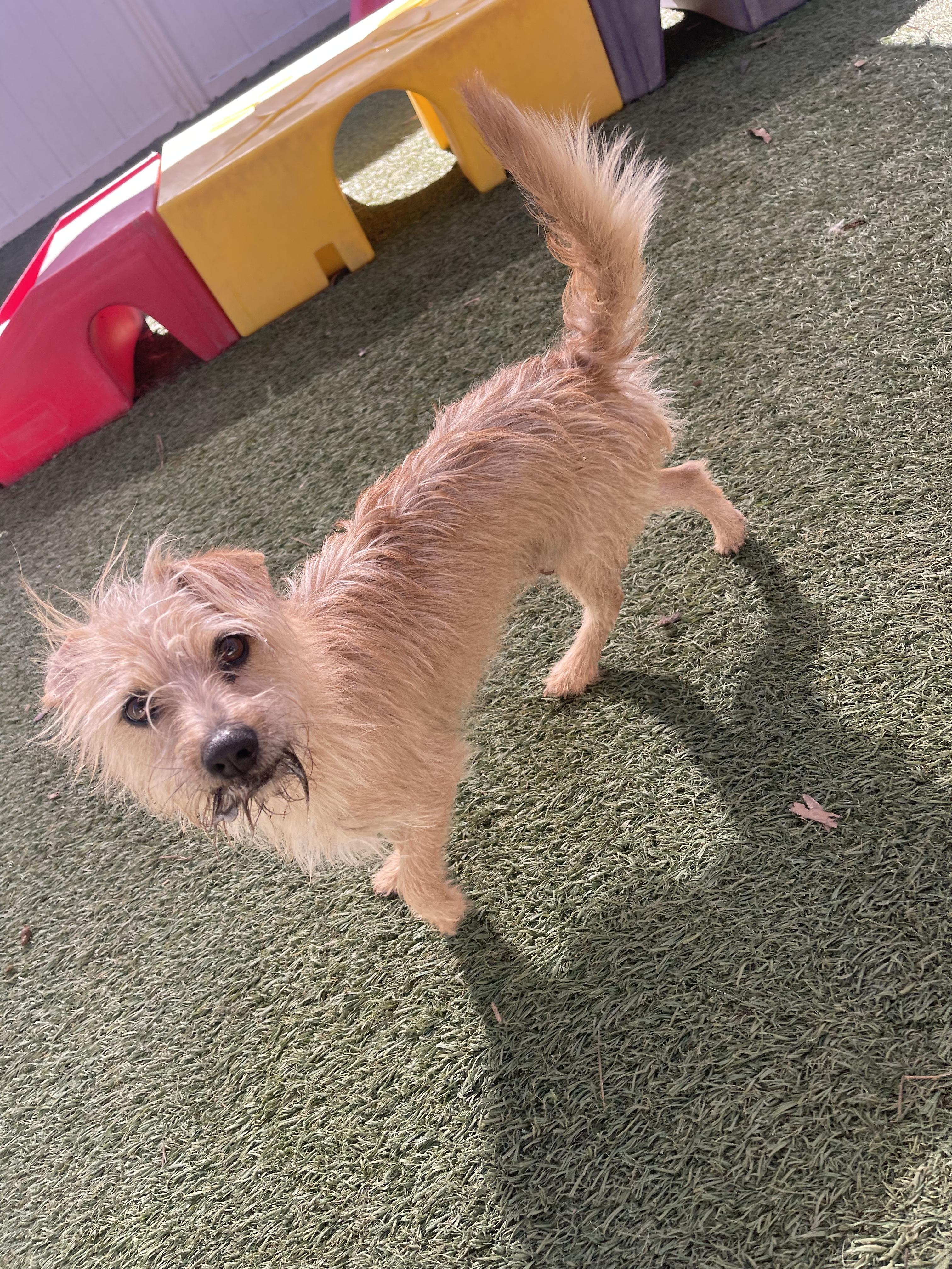 Gus, a ADOPTABLE mixed breed in Baker, LA image 1/5