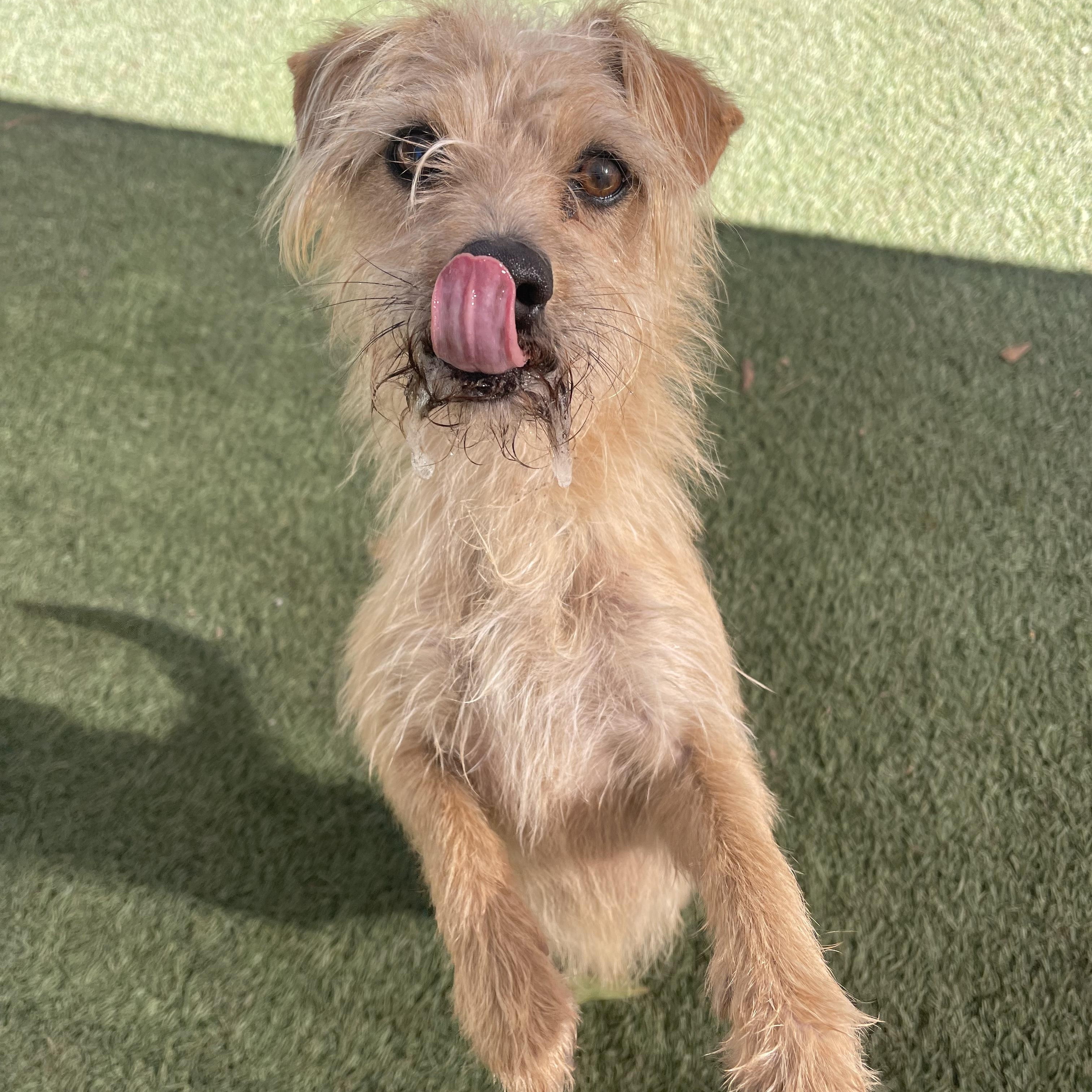 Gus, a ADOPTABLE mixed breed in Baker, LA image 3/5