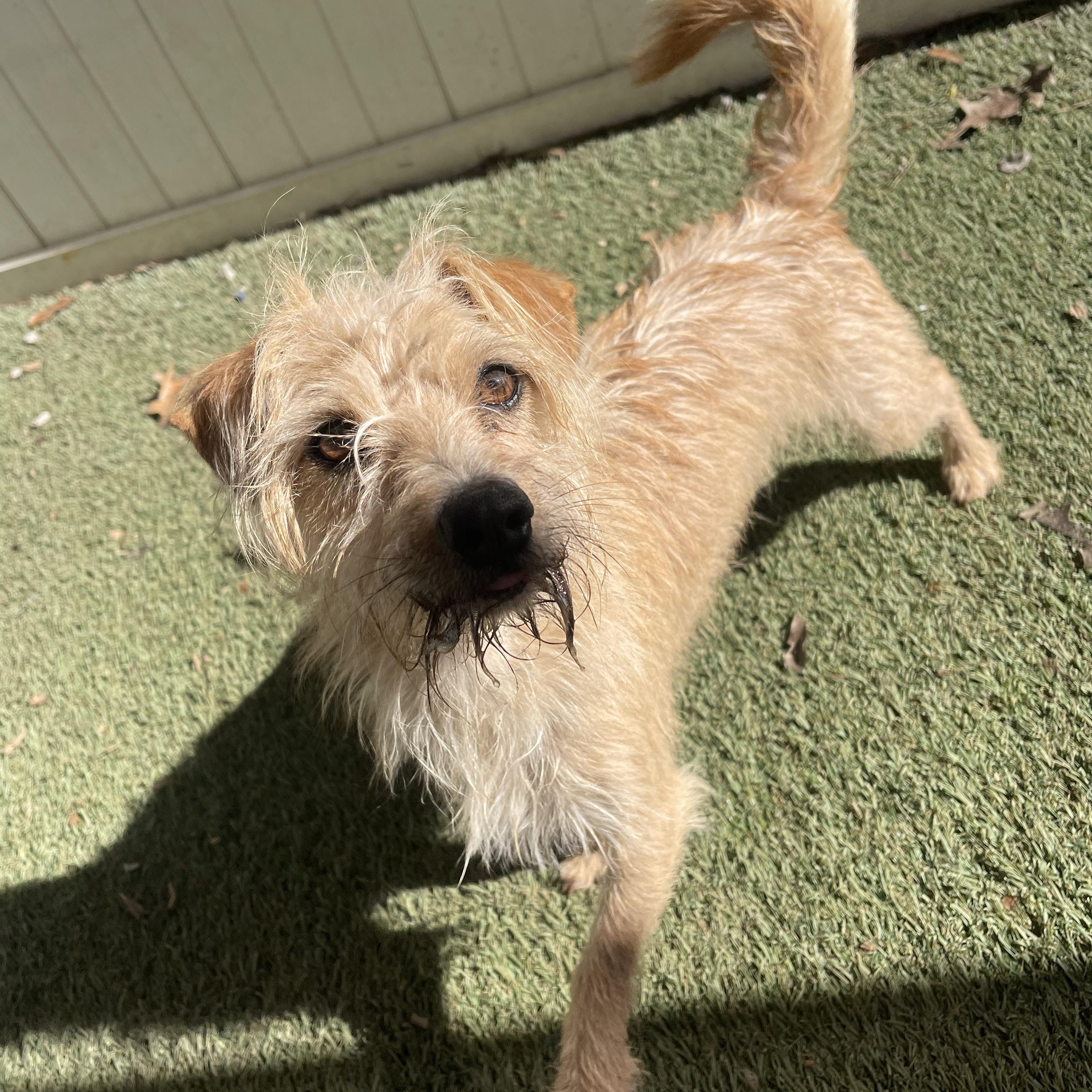Gus, a ADOPTABLE mixed breed in Baker, LA image 2/5