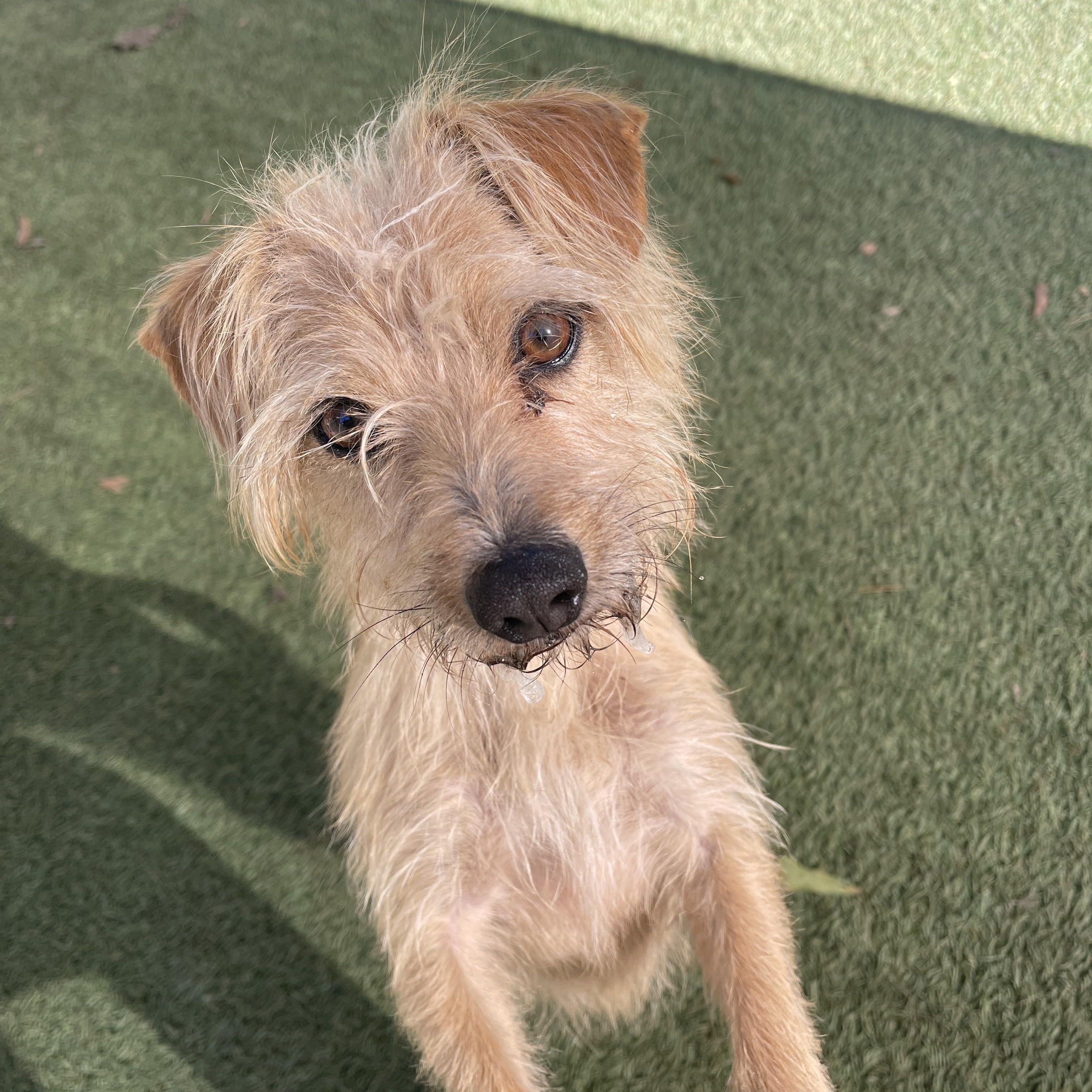 Gus, a ADOPTABLE mixed breed in Baker, LA image 5/5