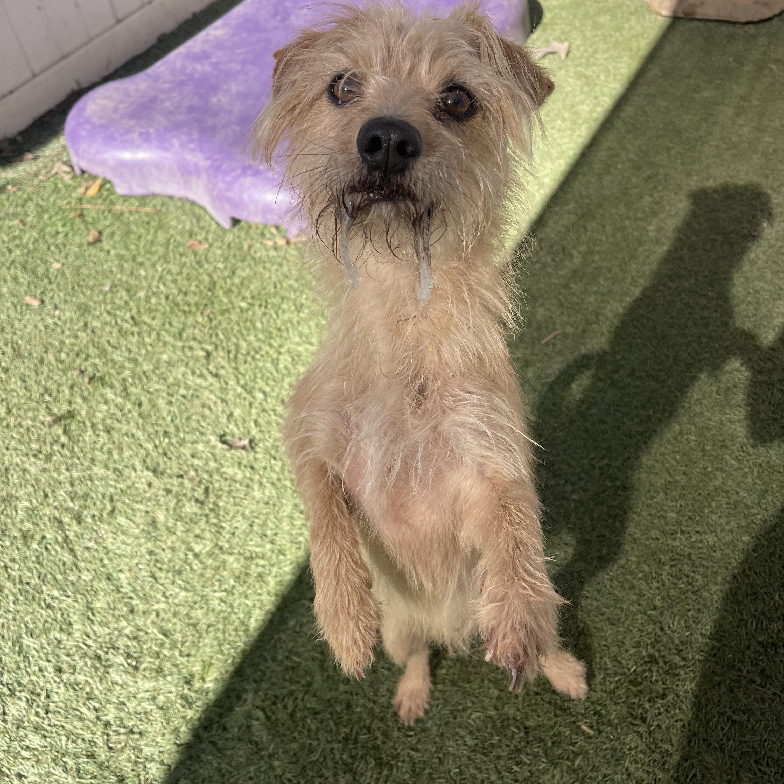 Gus, a ADOPTABLE mixed breed in Baker, LA image 4/5