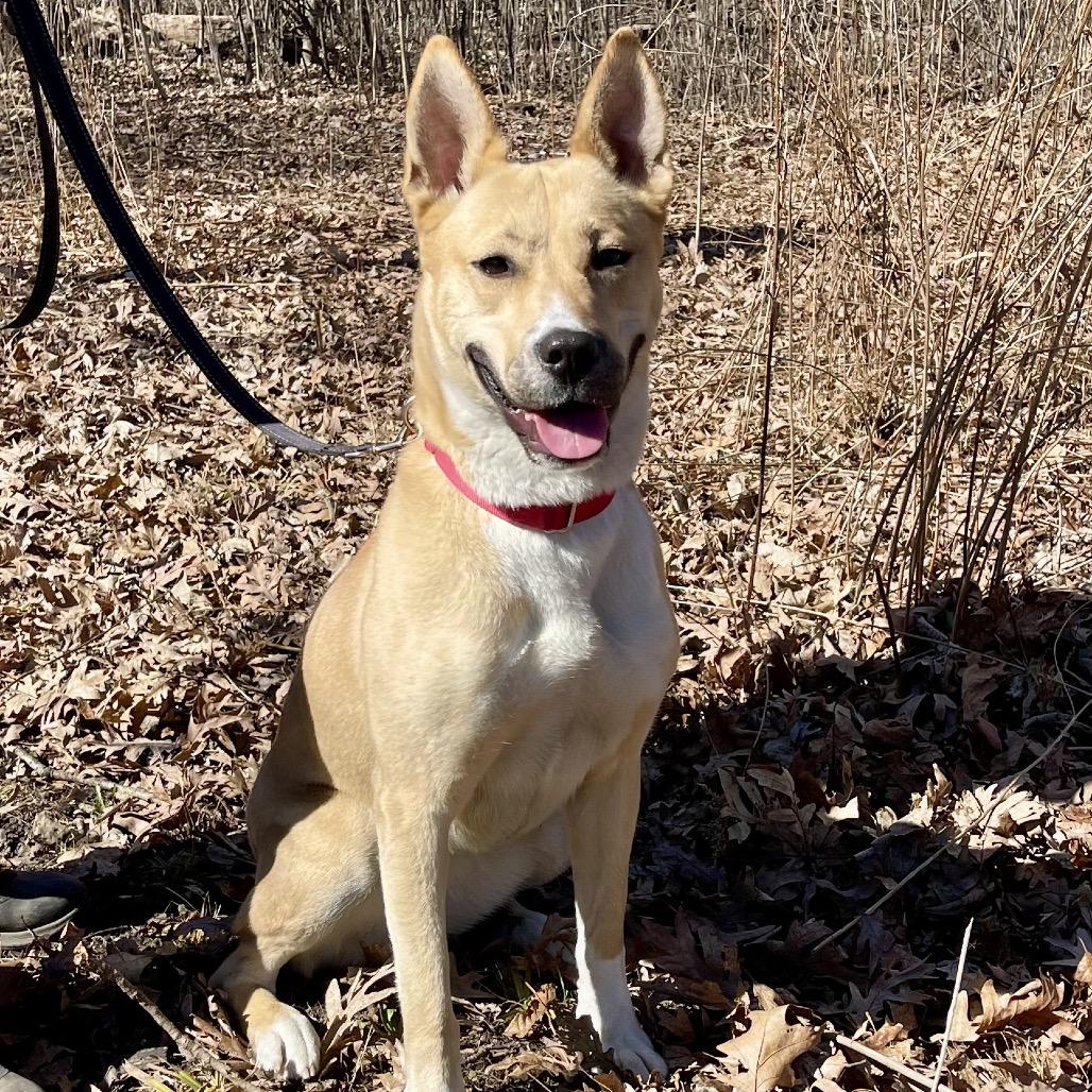Enlarge Cleopatra, a Adoptable mixed breed in Deerfield, IL image 1/4