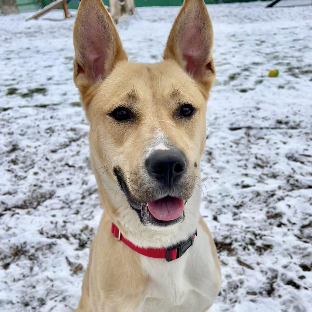 Enlarge Cleopatra, a Adoptable mixed breed in Deerfield, IL image 3/4