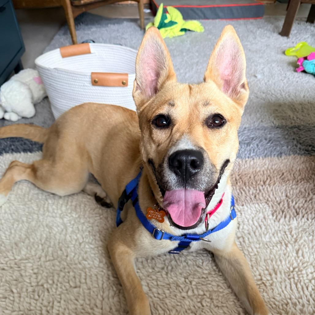 Enlarge Cleopatra, a Adoptable mixed breed in Deerfield, IL image 4/4