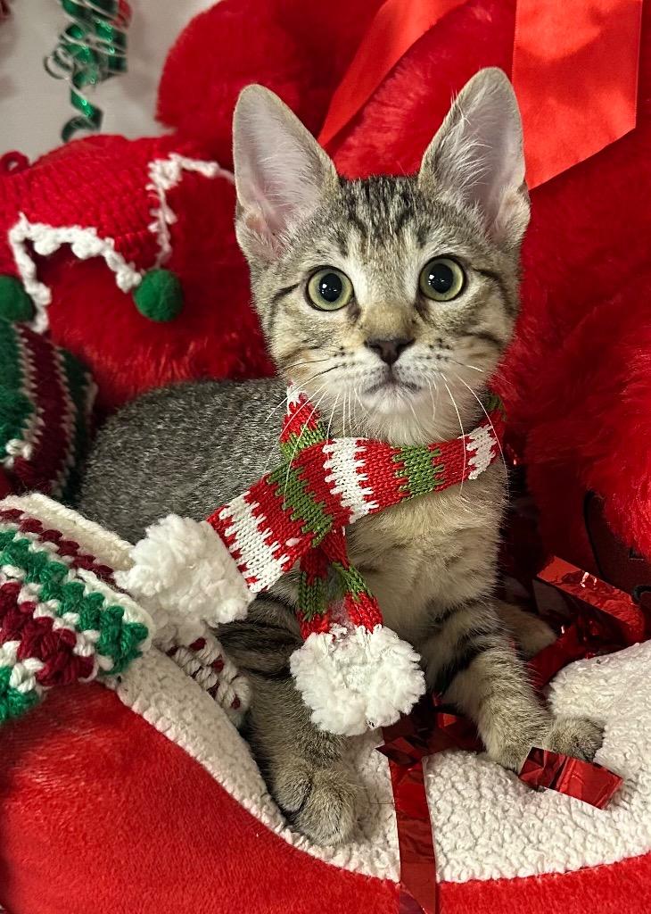 10/11/25 - Crackle, Adoptable, Kitten Male Domestic Short Hair.