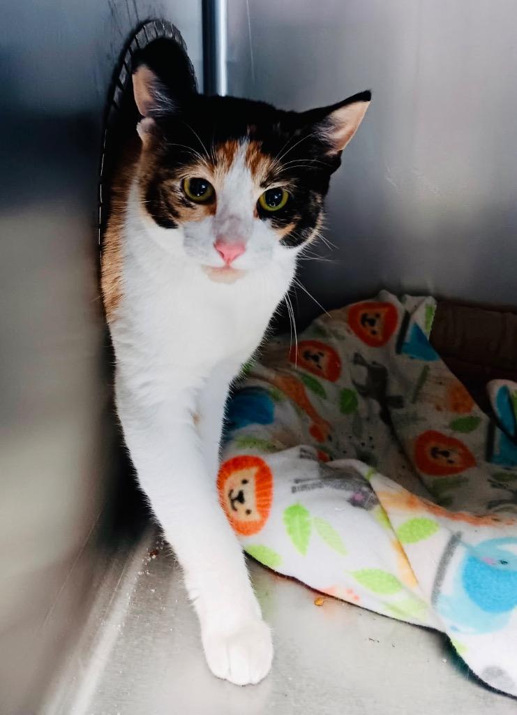 KATIE, Adoptable, Young Female Calico.