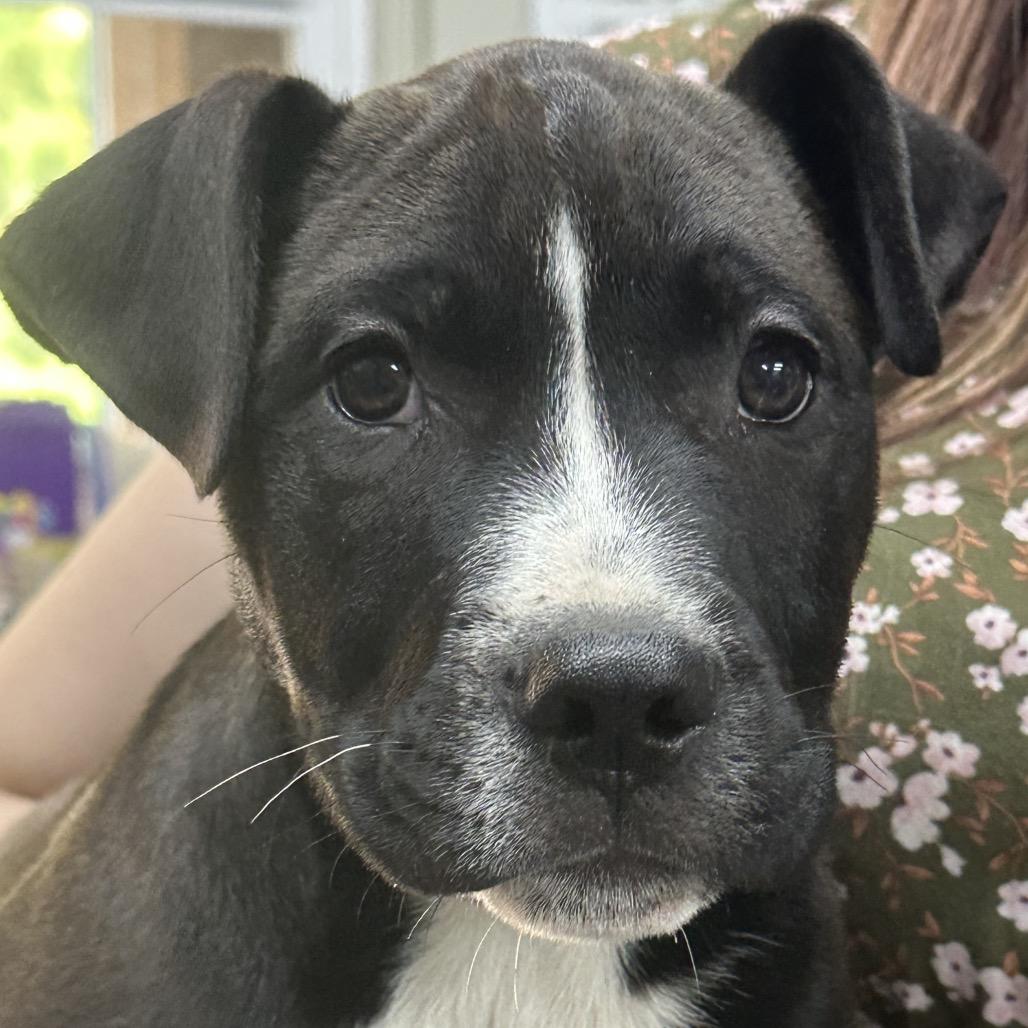 Jelly, Adoptable, Puppy Male Pit Bull Terrier.