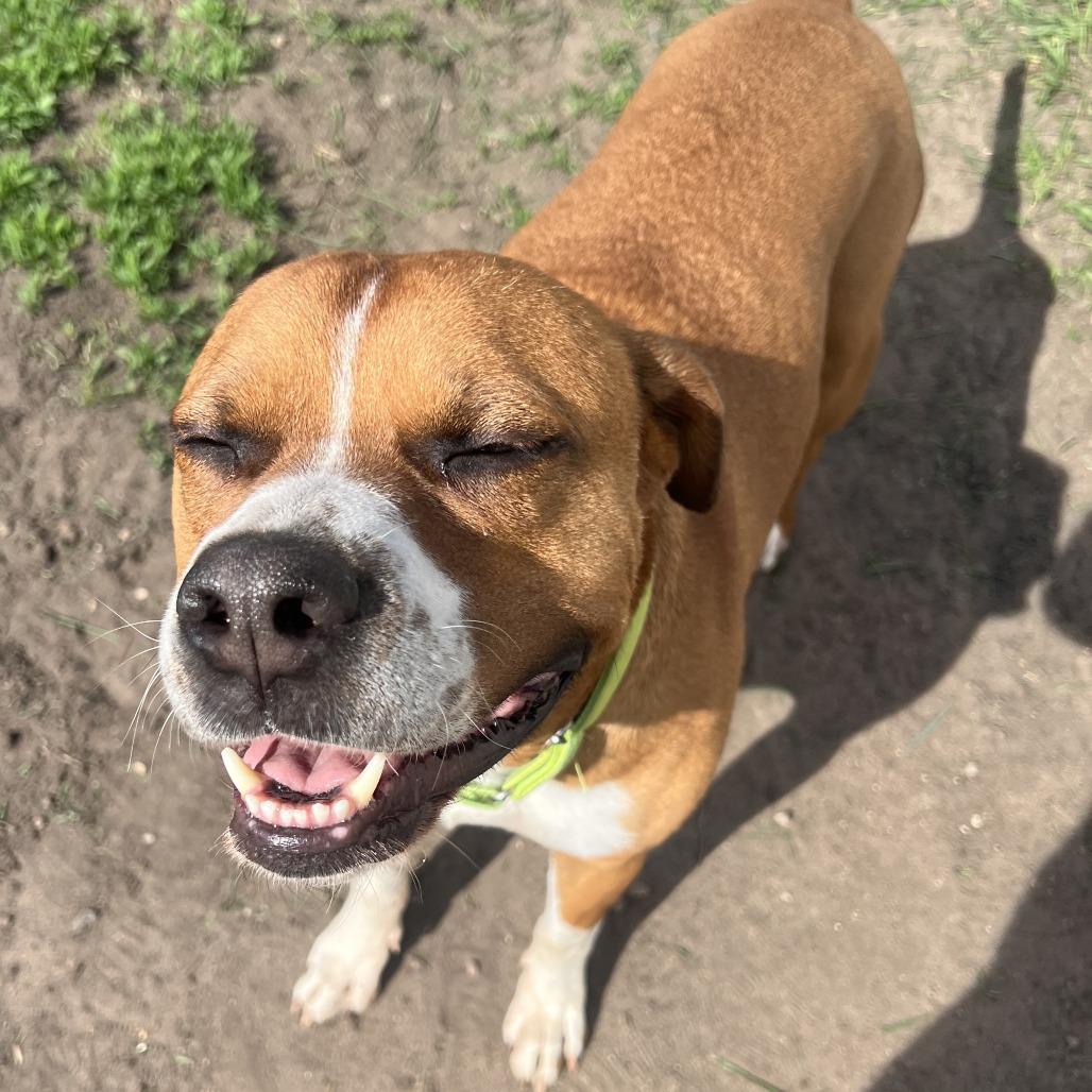 Dinero, Adoptable, Adult Male Boxer.