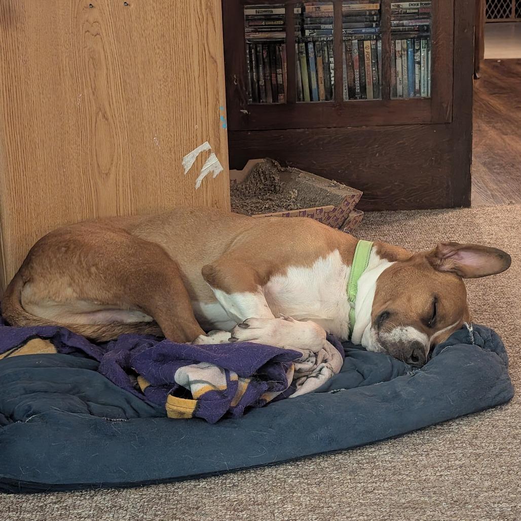 Enlarge Dinero, a Adoptable mixed breed in Wadena, MN image 3/6